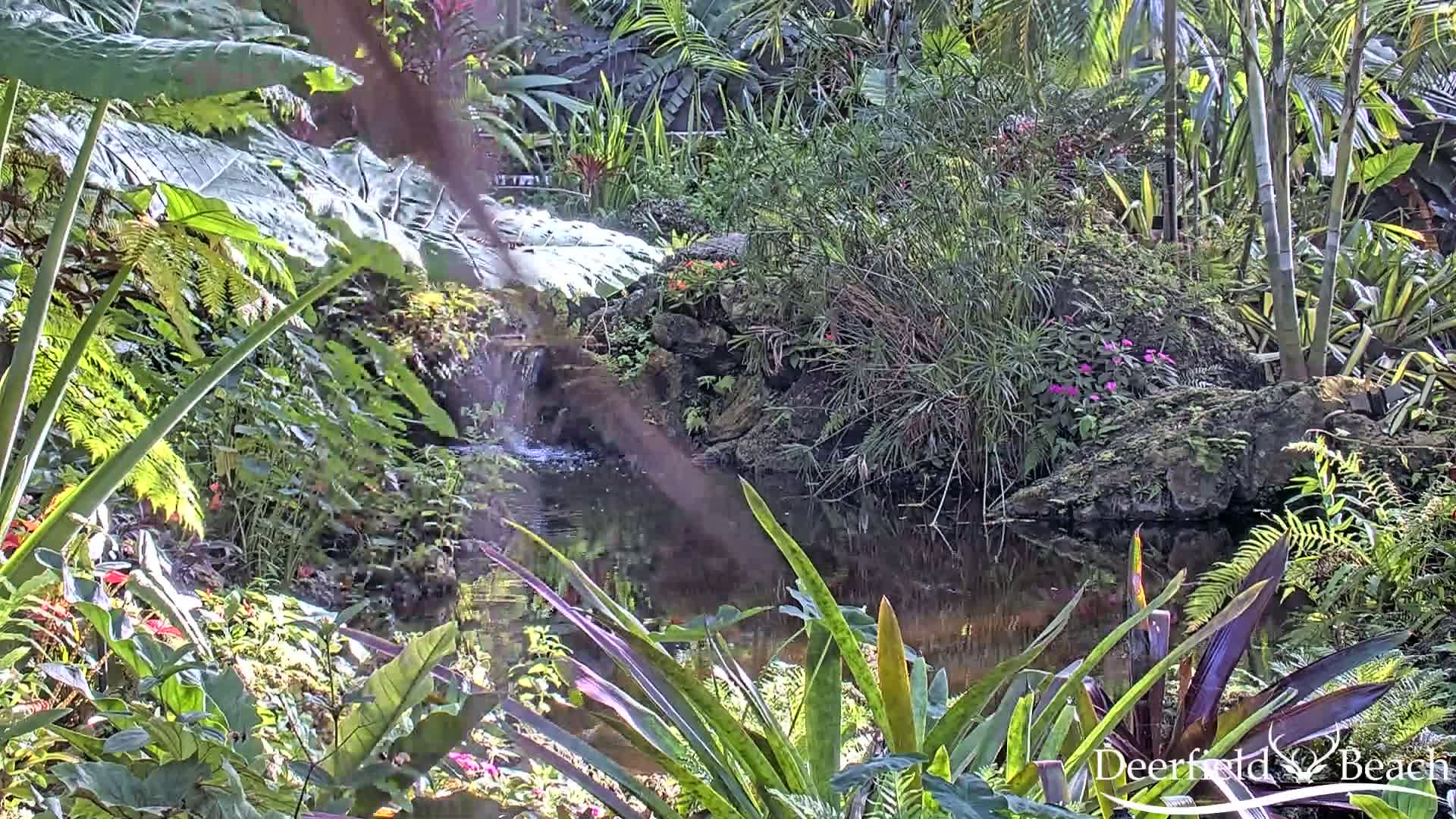 Deerfield Beach City Arboretum at Constitution Park Live Cam - Deerfield Beach, Broward, Florida, USA