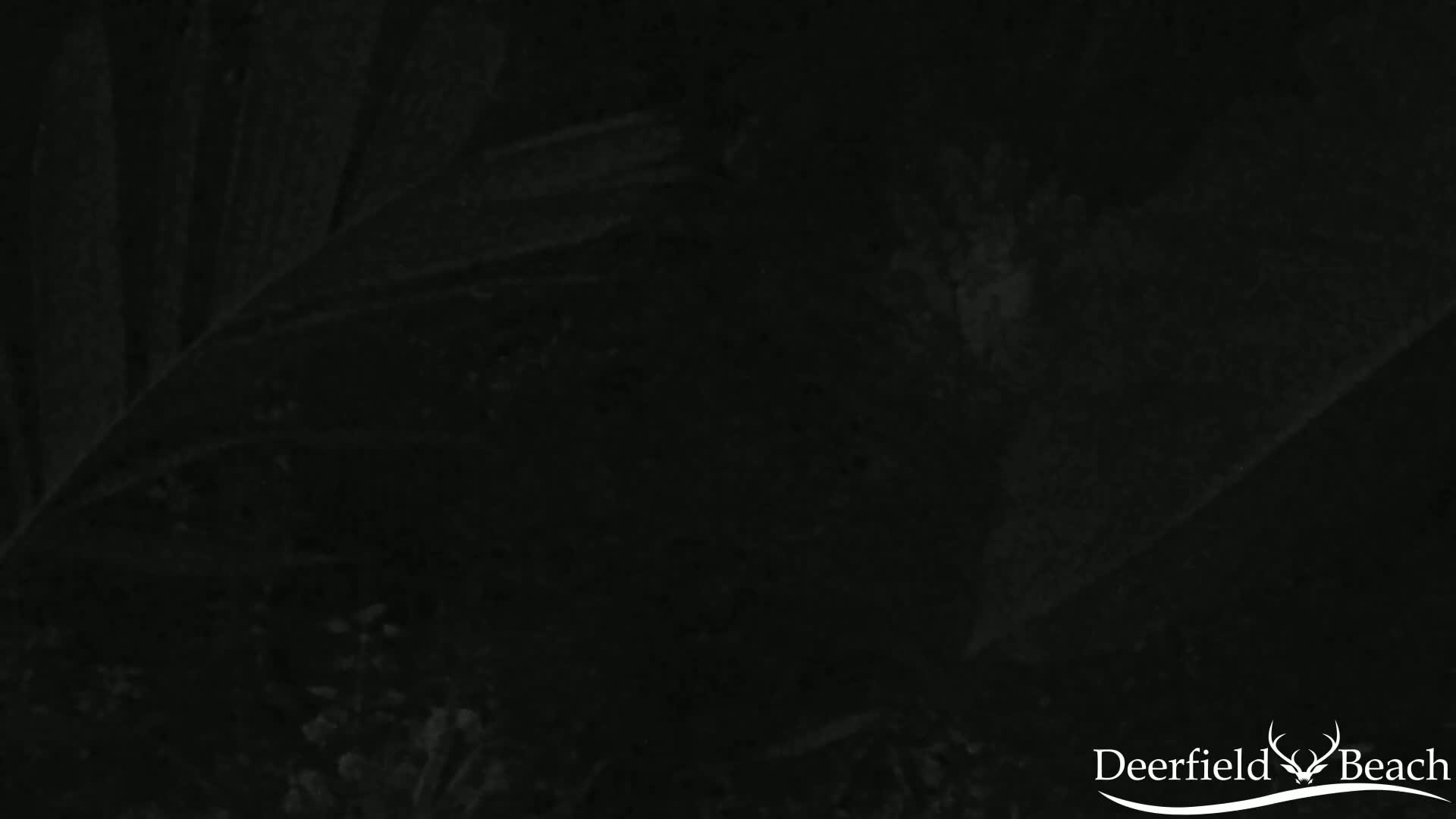 A very dark image shows indistinct shapes that could be foliage at night.