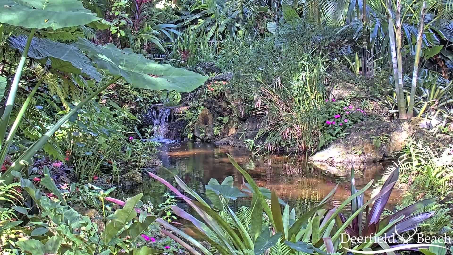 A tranquil pond fed by a small waterfall is nestled amongst lush, tropical foliage in bright sunlight.