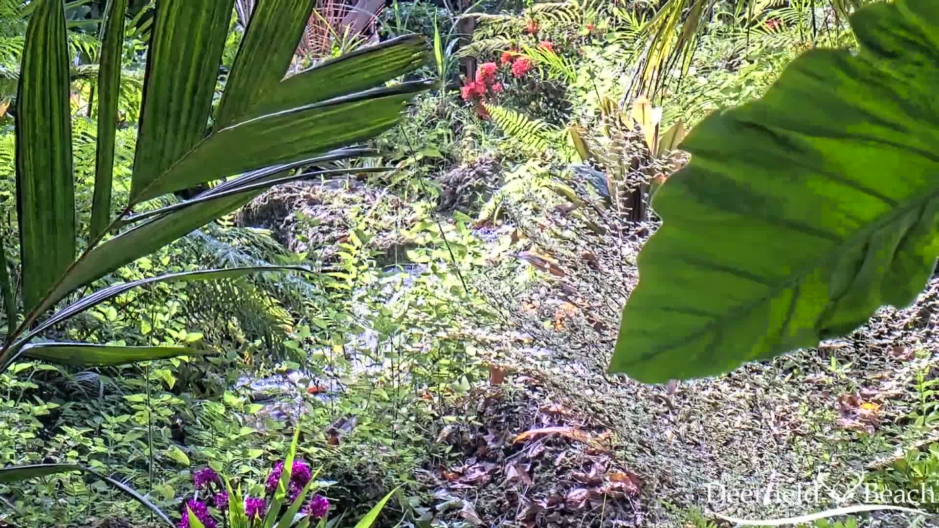 Lush green tropical foliage surrounds a small stream or pond in bright sunlight.