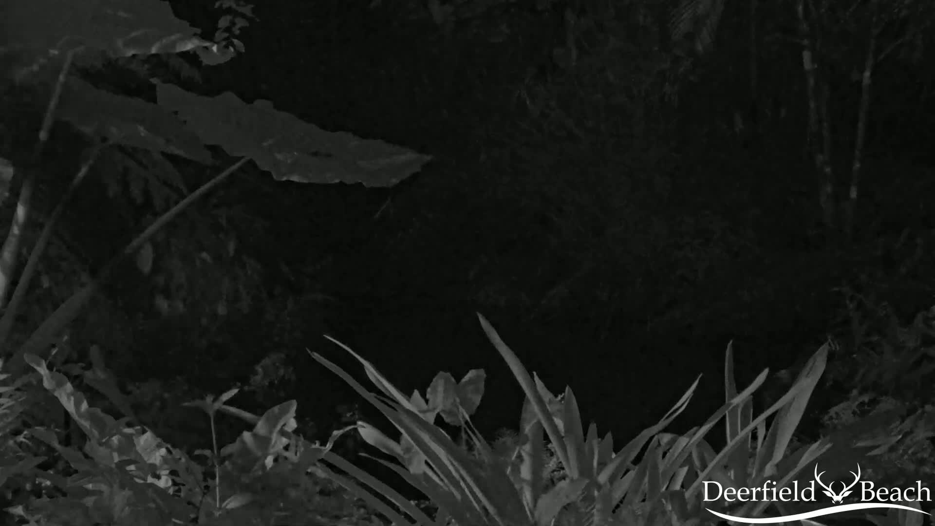 Deerfield Beach City Arboretum at Constitution Park Live Cam - Deerfield Beach, Broward, Florida, USA