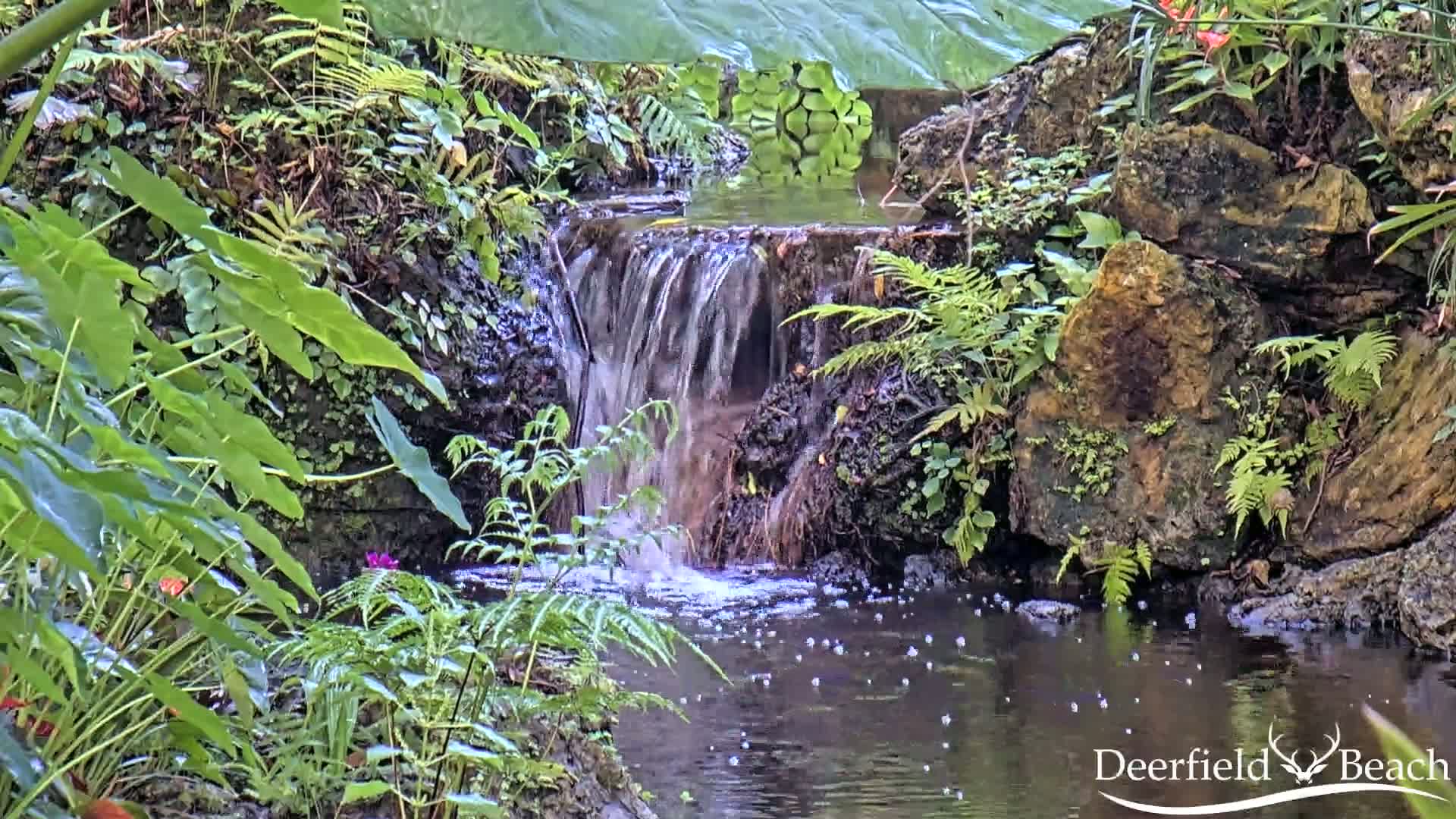 A small waterfall flows into a pool of water surrounded by lush green ferns and other tropical plants.