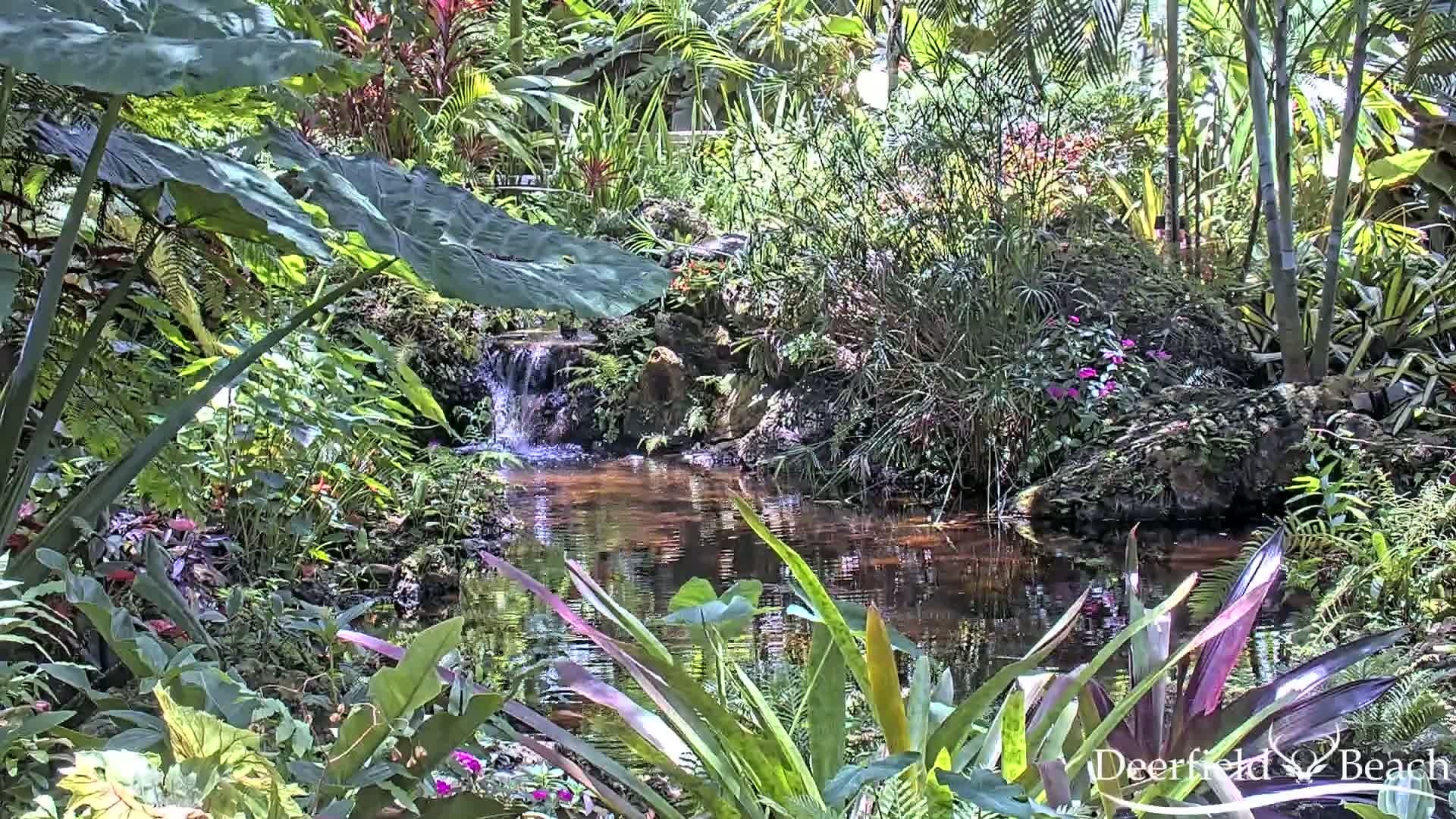 A small pond with a waterfall flows through a lush, tropical garden in bright sunlight.