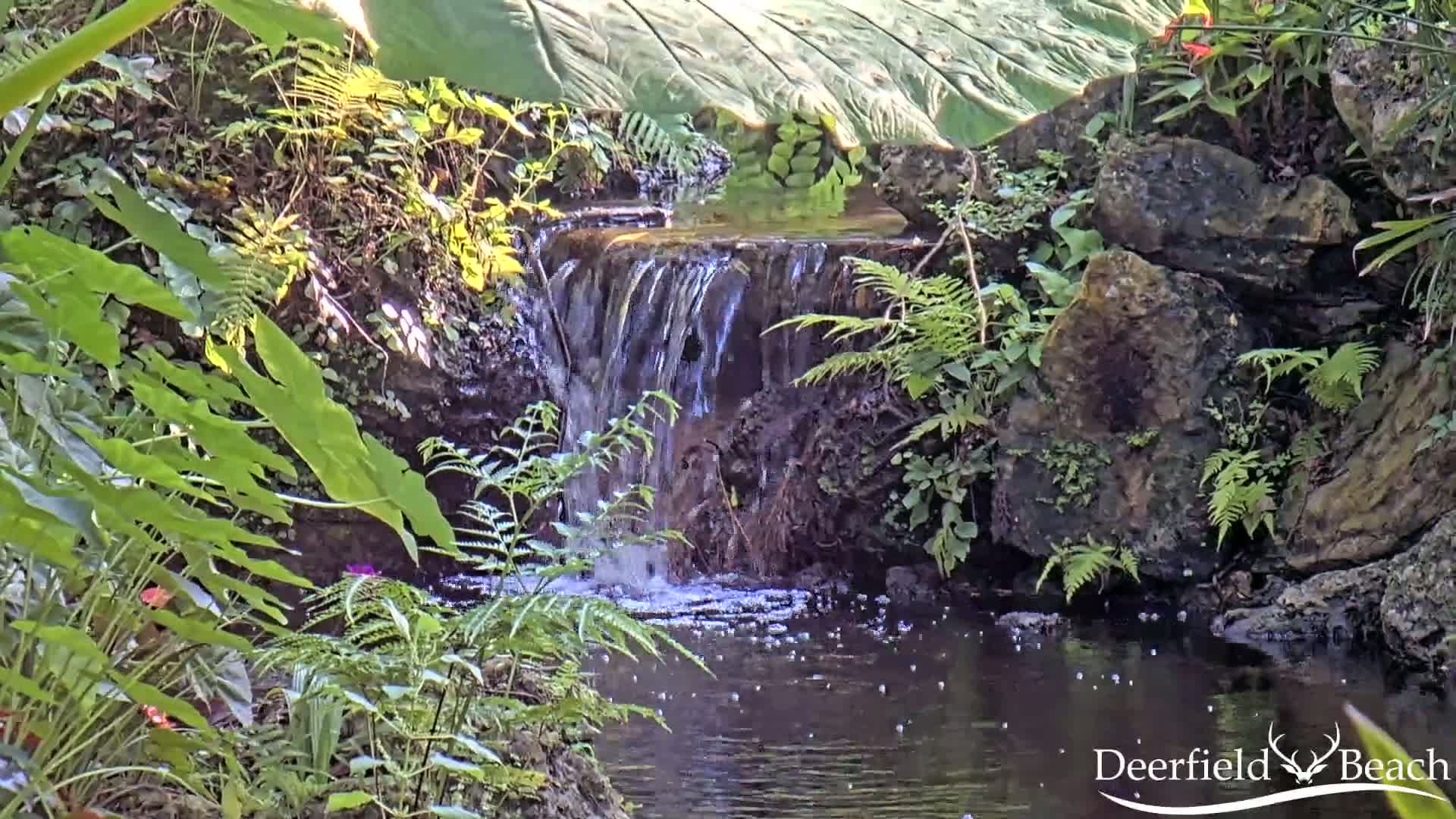 A small pond with a waterfall flows through a lush, tropical garden in bright sunlight.