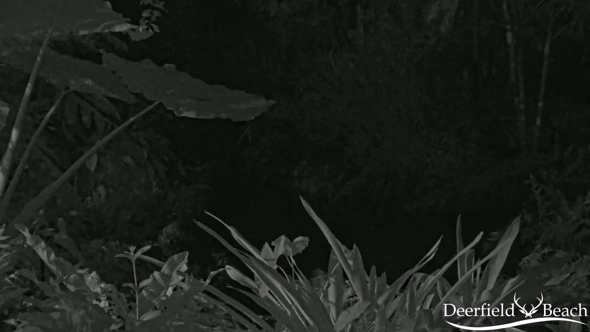 Deerfield Beach City Arboretum at Constitution Park Live Cam - Deerfield Beach, Broward, Florida, USA