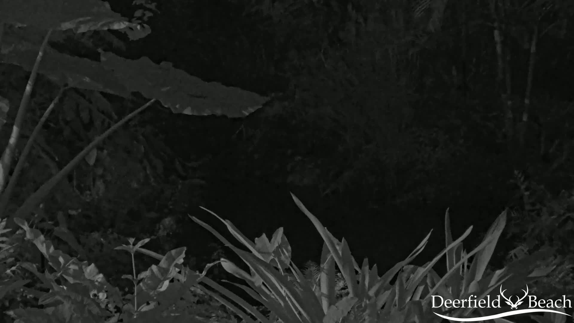 A nighttime, grayscale image shows dense, dark foliage, with large leaves in the upper left corner and long, slender leaves at the bottom.