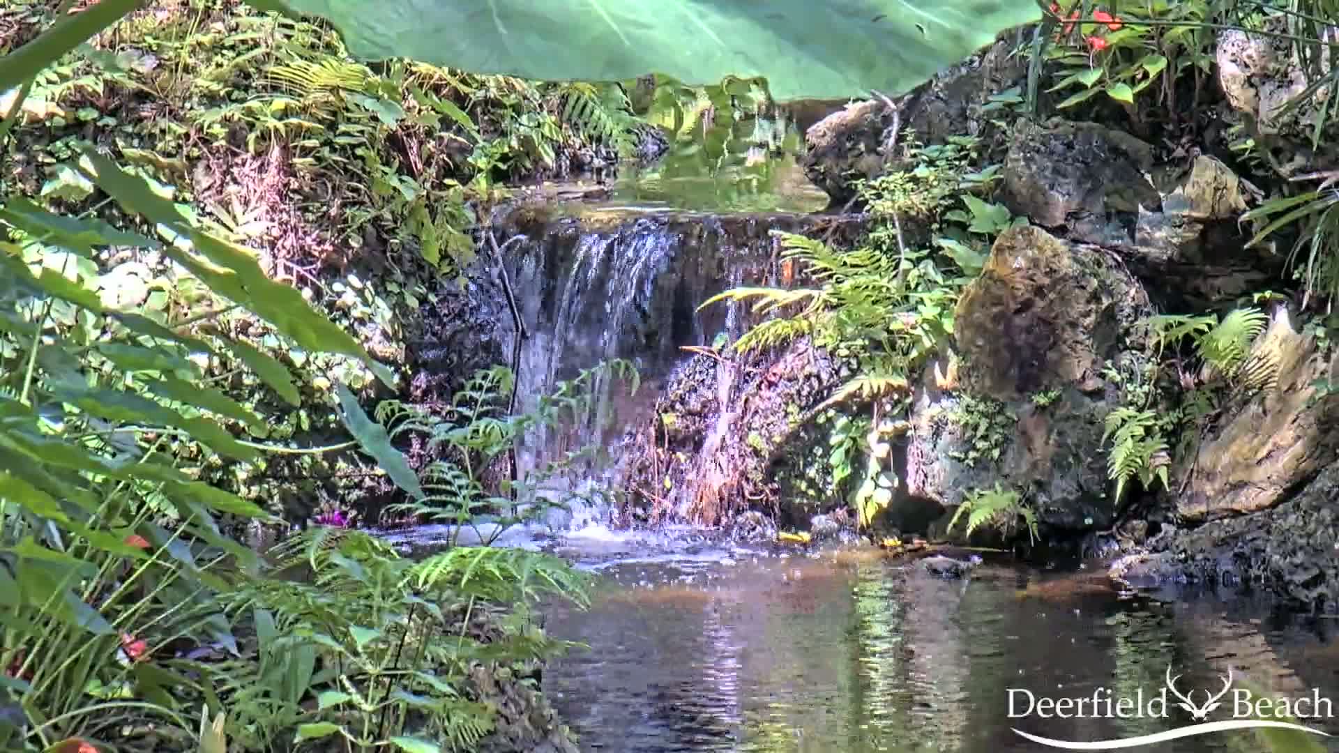 A small waterfall cascades over rocks into a calm pool surrounded by lush, green tropical vegetation in sunny weather.