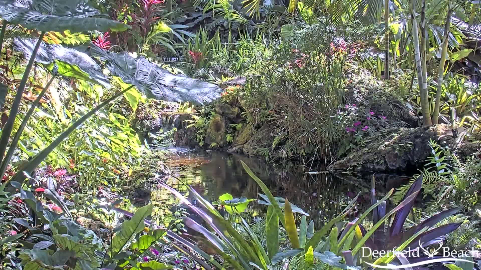 Deerfield Beach City Arboretum at Constitution Park Live Cam - Deerfield Beach, Broward, Florida, USA