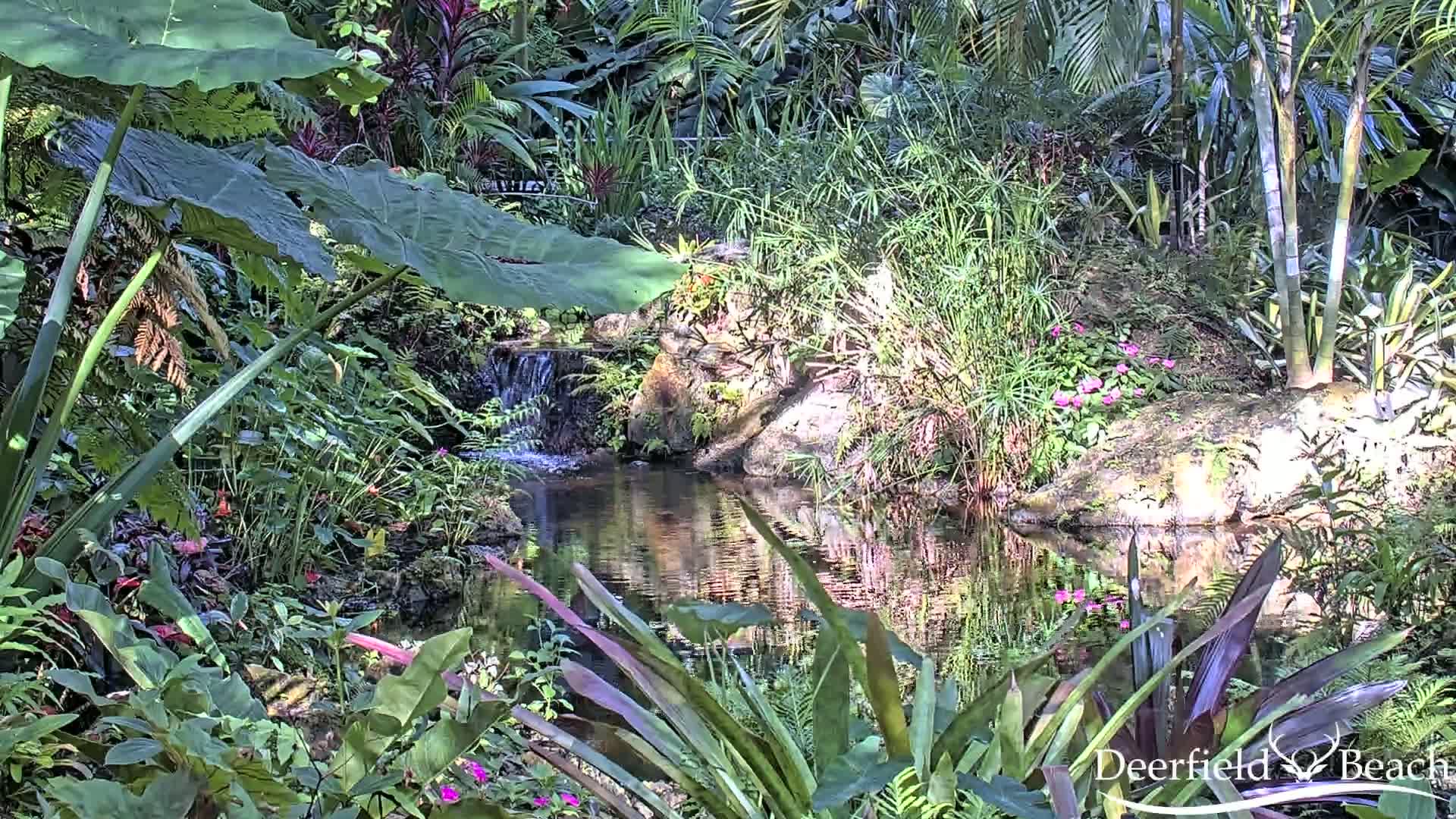 A tranquil pond fed by a small waterfall is surrounded by lush, tropical foliage in bright sunlight.