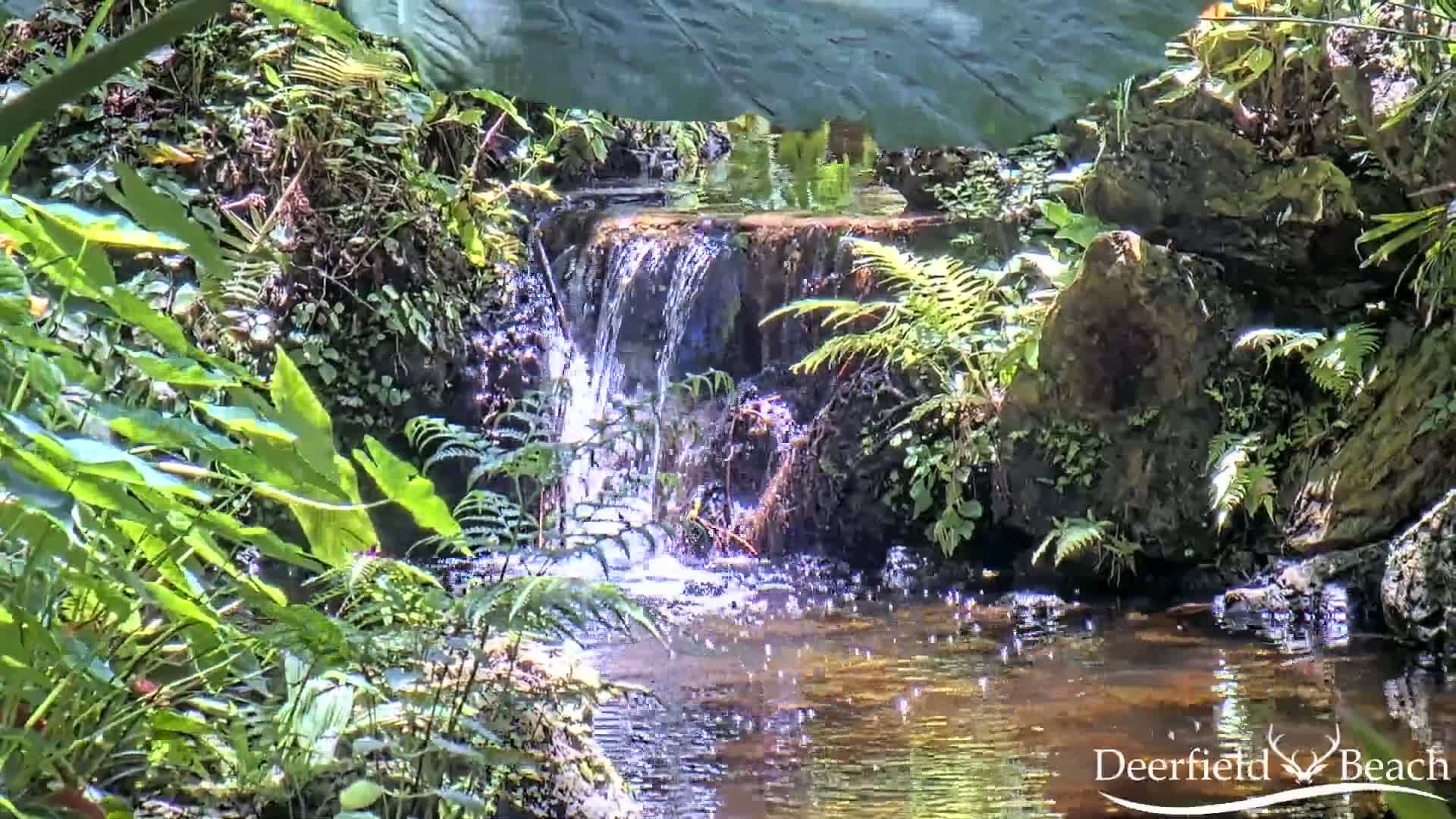 A small waterfall flows over rocks into a calm pool surrounded by lush green tropical plants in bright sunlight.