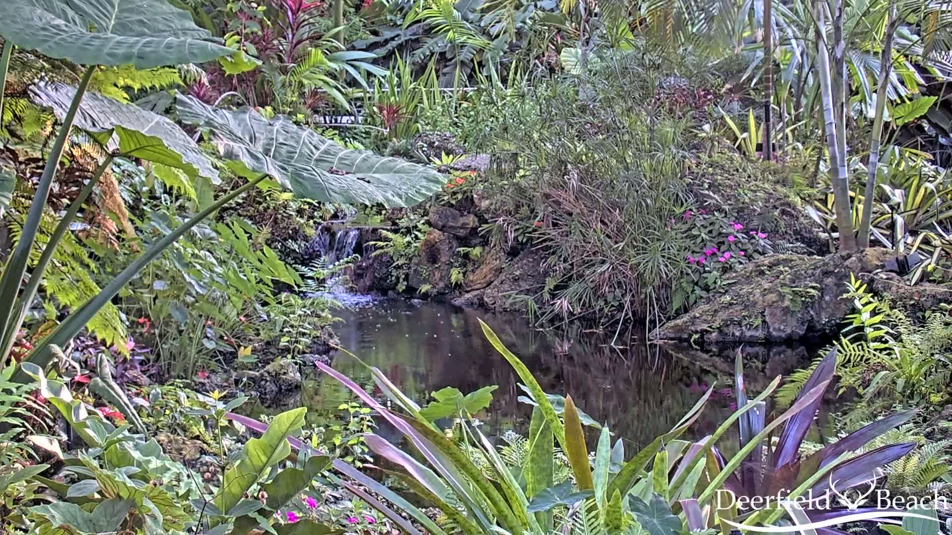 Deerfield Beach City Arboretum at Constitution Park Live Cam - Deerfield Beach, Broward, Florida, USA
