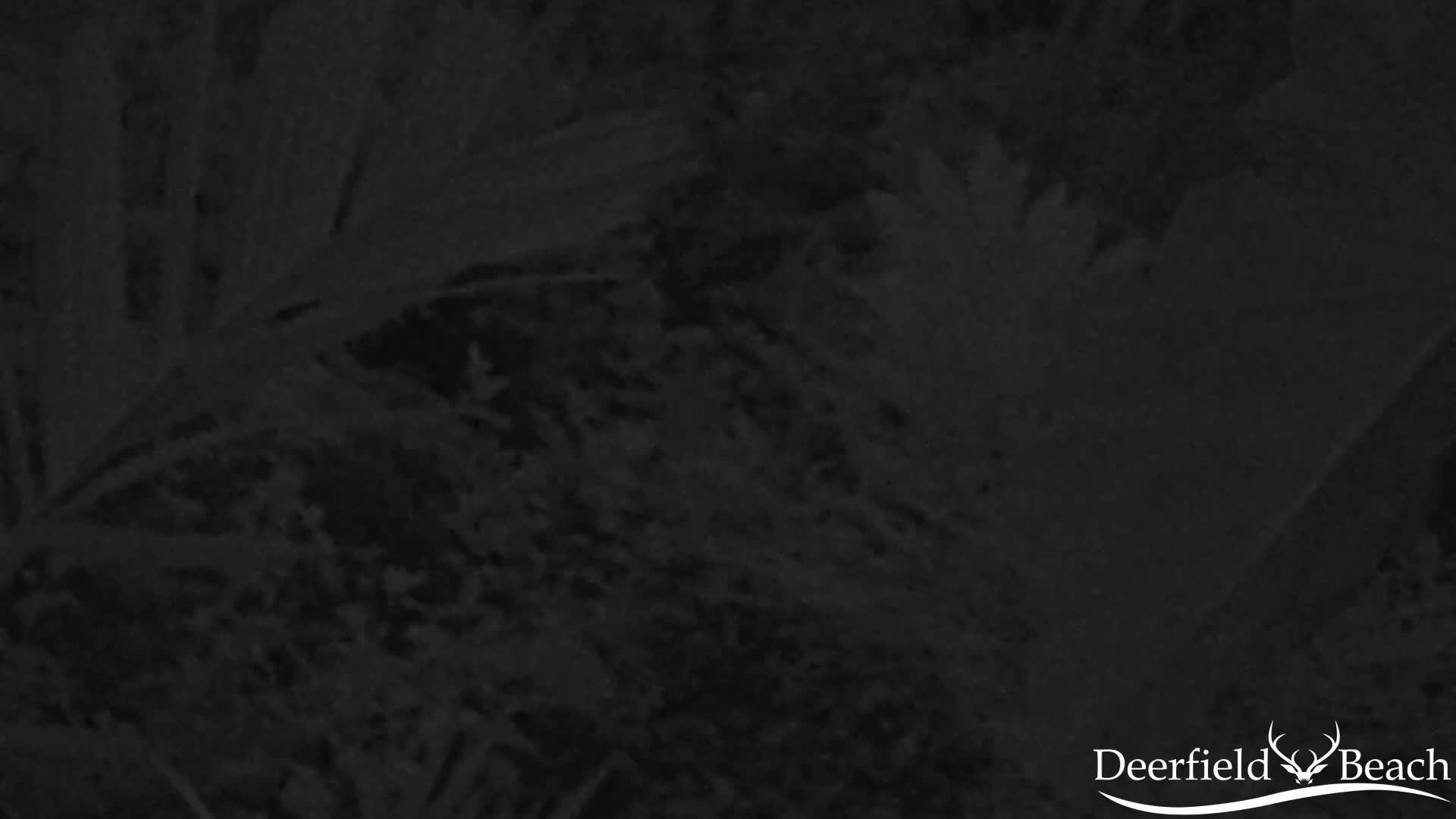 A dark, blurry image shows what appears to be dense foliage at night.