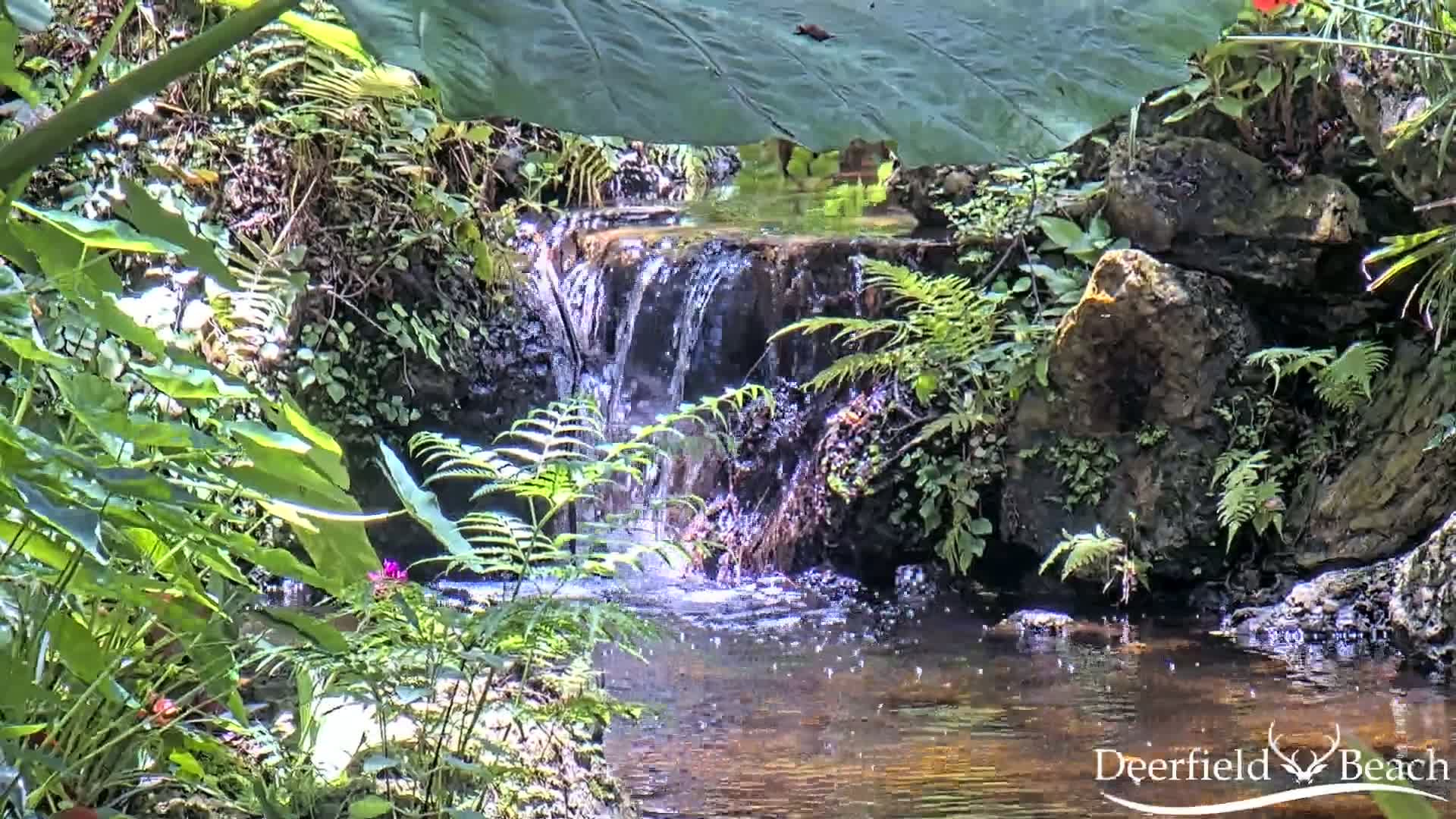 A small waterfall flows over rocks into a calm pool of water surrounded by lush green ferns and other tropical plants in bright sunlight.