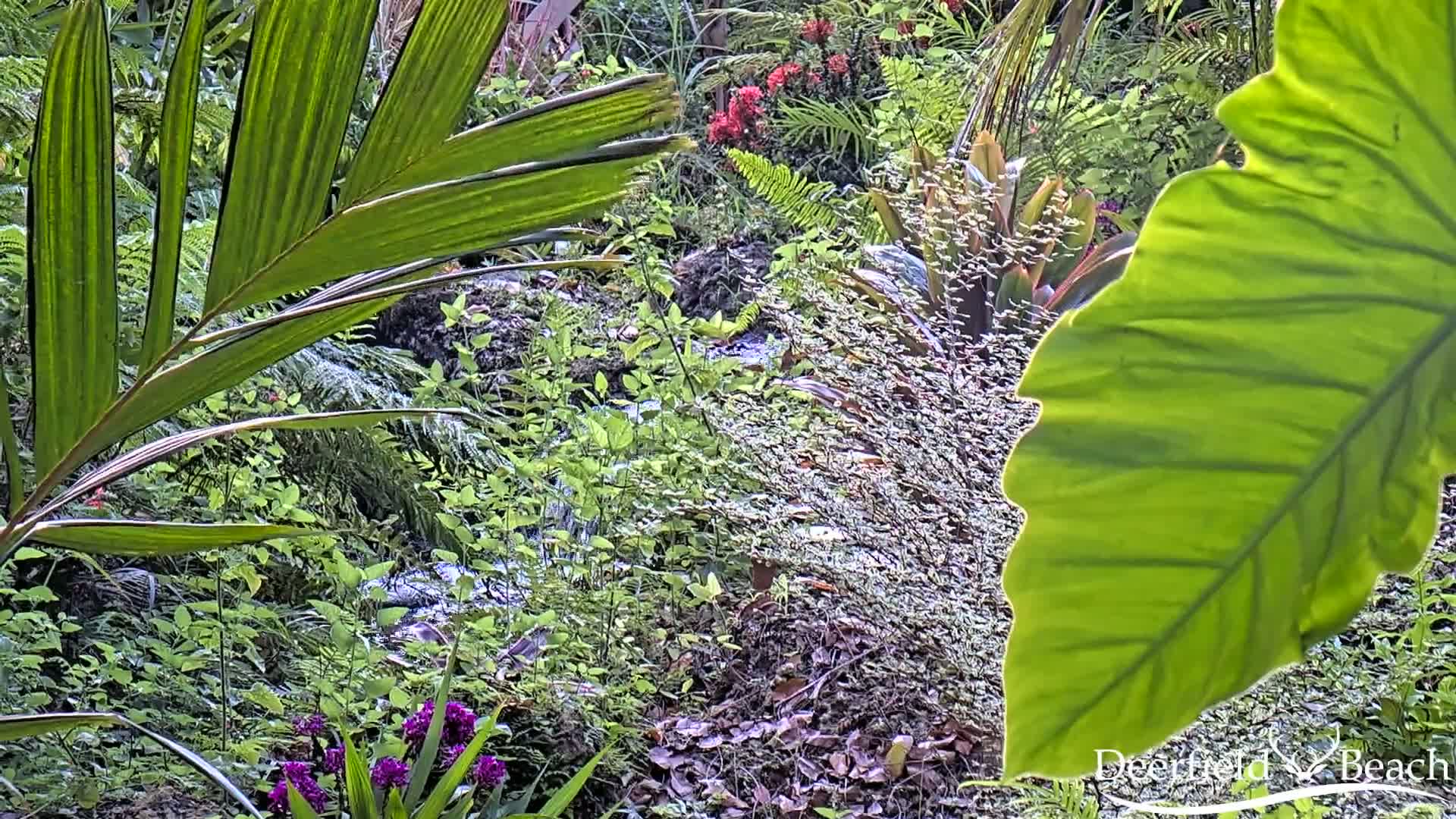 Deerfield Beach City Arboretum at Constitution Park Live Cam - Deerfield Beach, Broward, Florida, USA