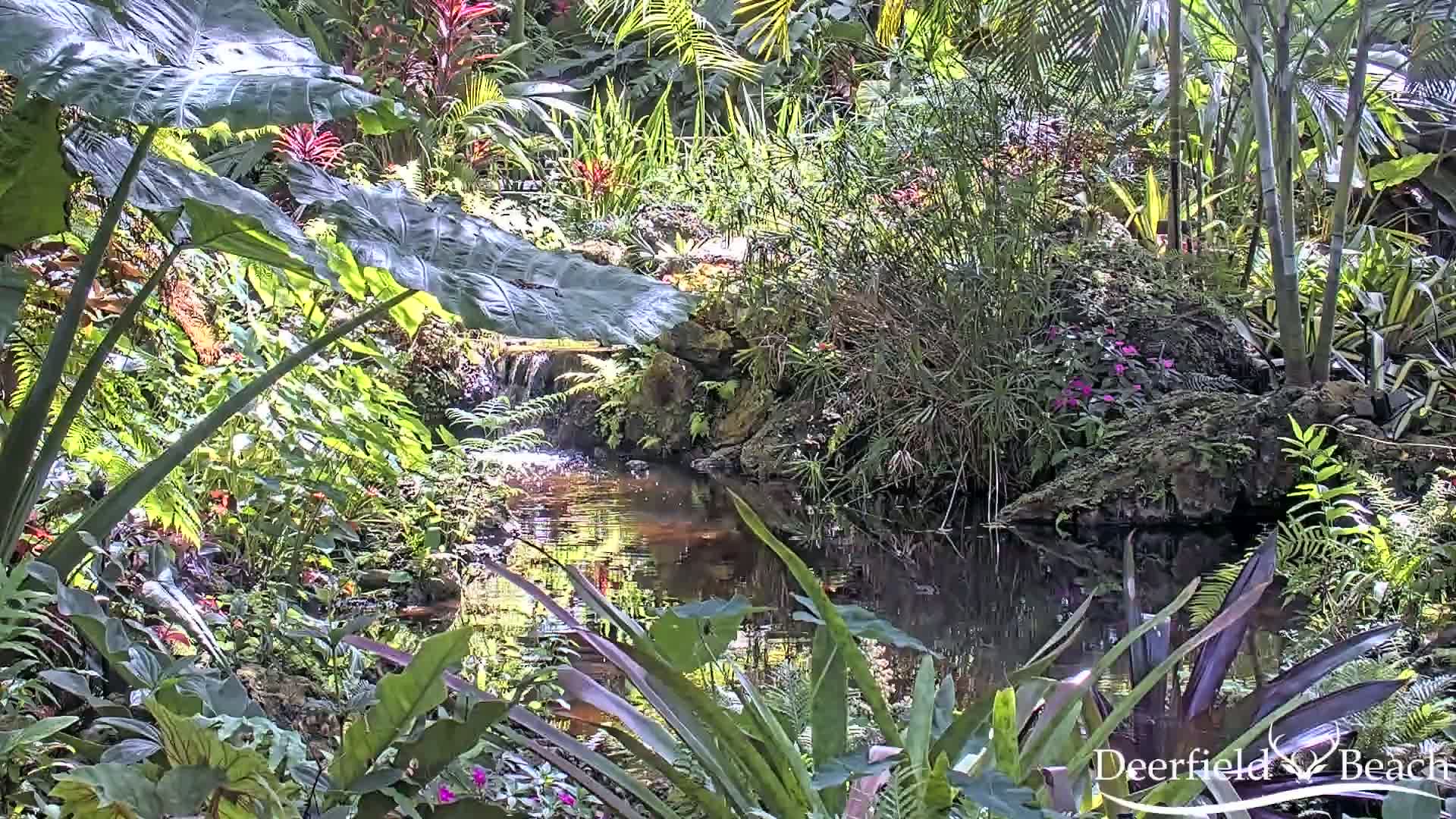 Deerfield Beach City Arboretum at Constitution Park Live Cam - Deerfield Beach, Broward, Florida, USA