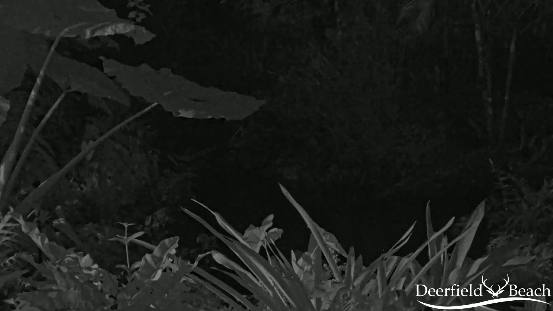 Deerfield Beach City Arboretum at Constitution Park Live Cam - Deerfield Beach, Broward, Florida, USA