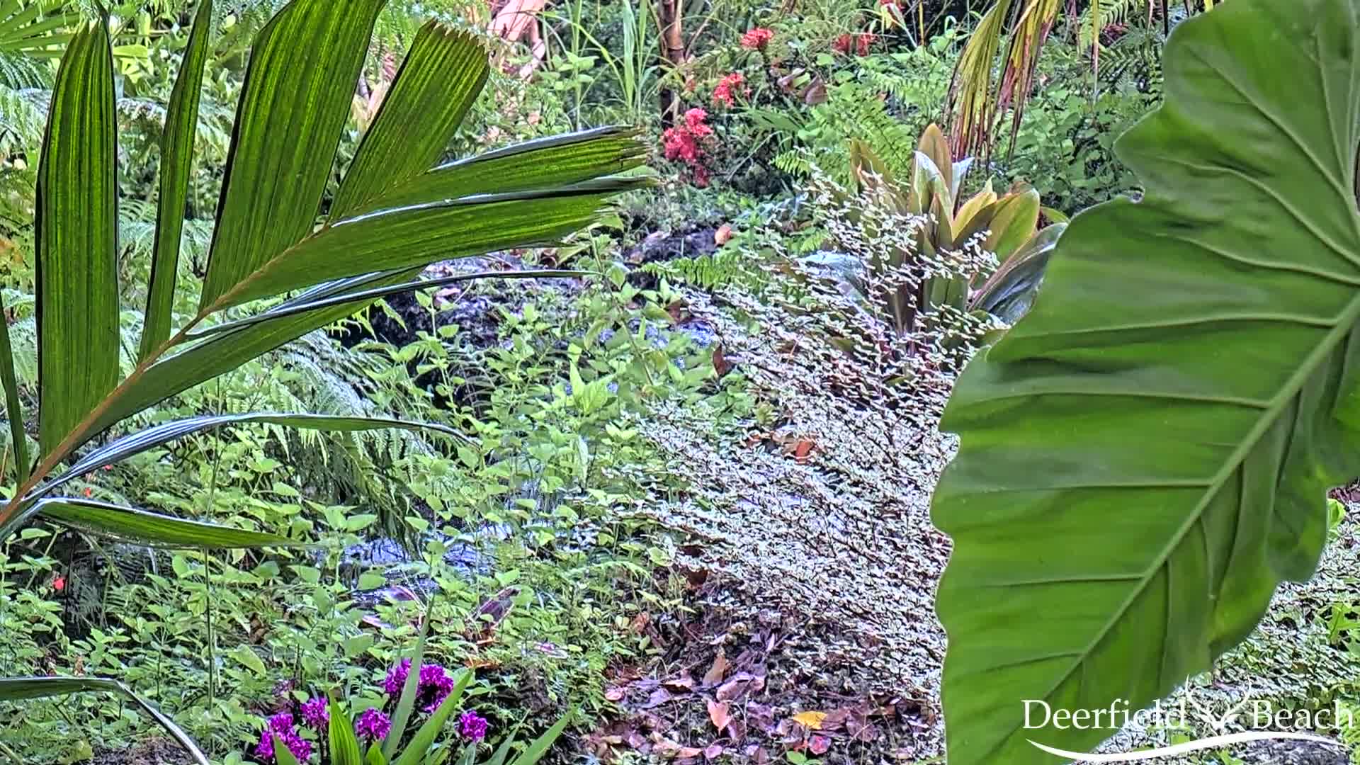 Lush green tropical plants surround a small stream, possibly after a rain shower.