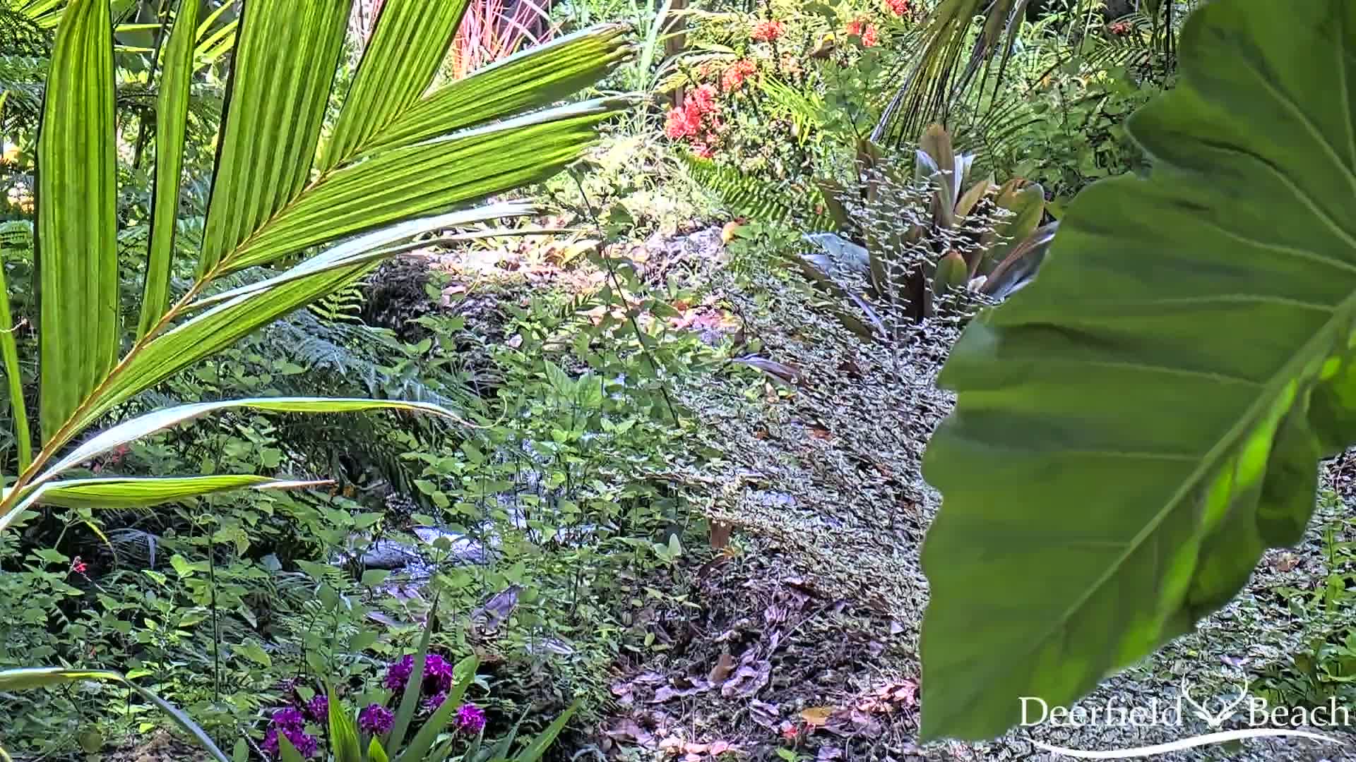 A lush, tropical garden scene with a small stream flowing through various plants and flowers under bright sunlight.