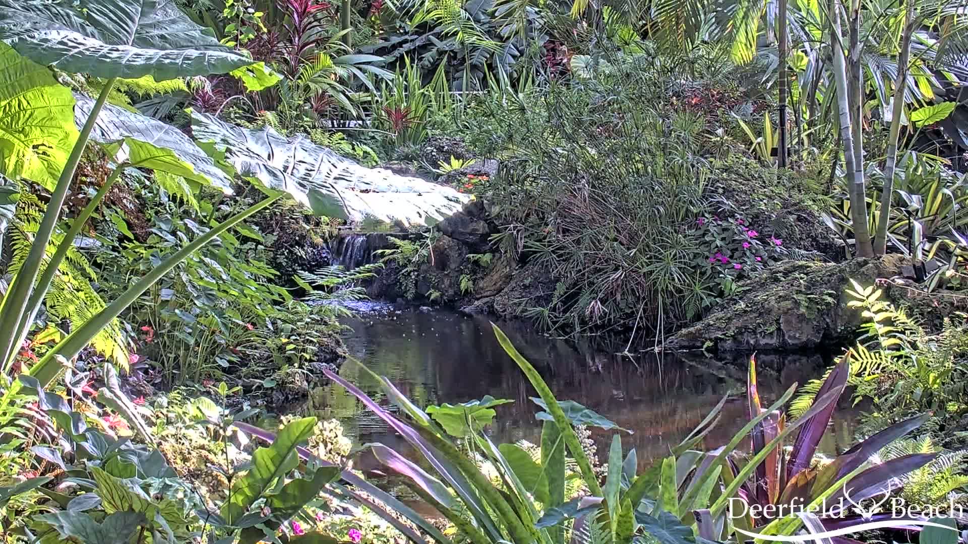 Deerfield Beach City Arboretum at Constitution Park Live Cam - Deerfield Beach, Broward, Florida, USA