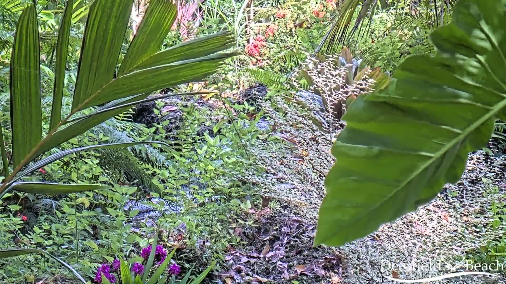 Lush green tropical foliage surrounds a small stream, with some purple flowers visible near the bottom.