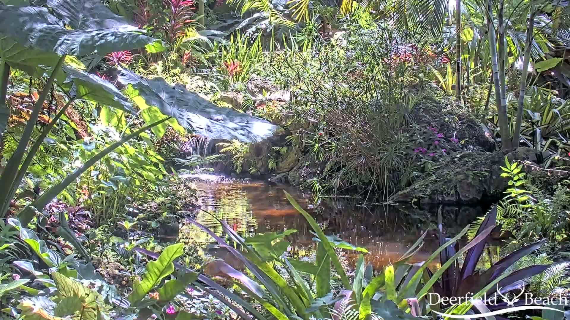 Deerfield Beach City Arboretum at Constitution Park Live Cam - Deerfield Beach, Broward, Florida, USA