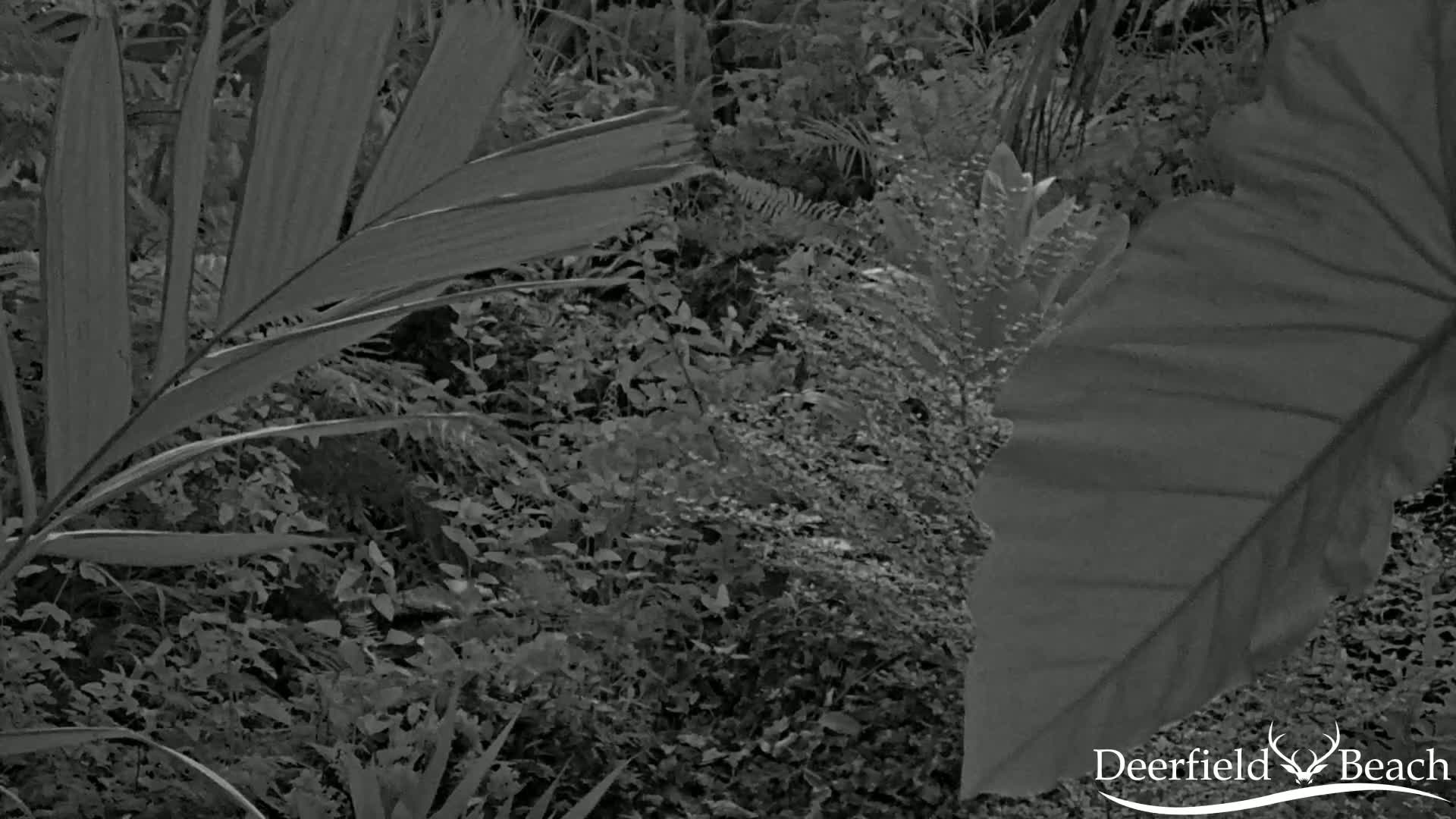 Deerfield Beach City Arboretum at Constitution Park Live Cam - Deerfield Beach, Broward, Florida, USA