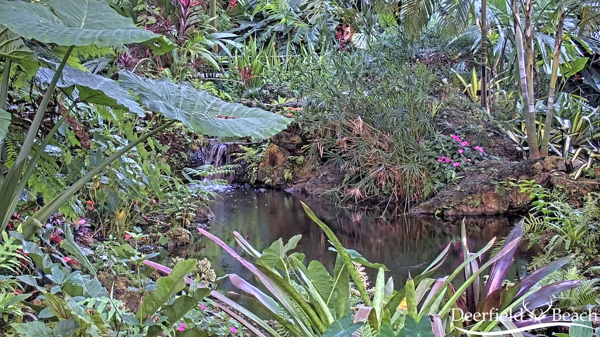 A lush, tropical garden features a small pond with a waterfall cascading into it, surrounded by diverse greenery and a few pink flowers.