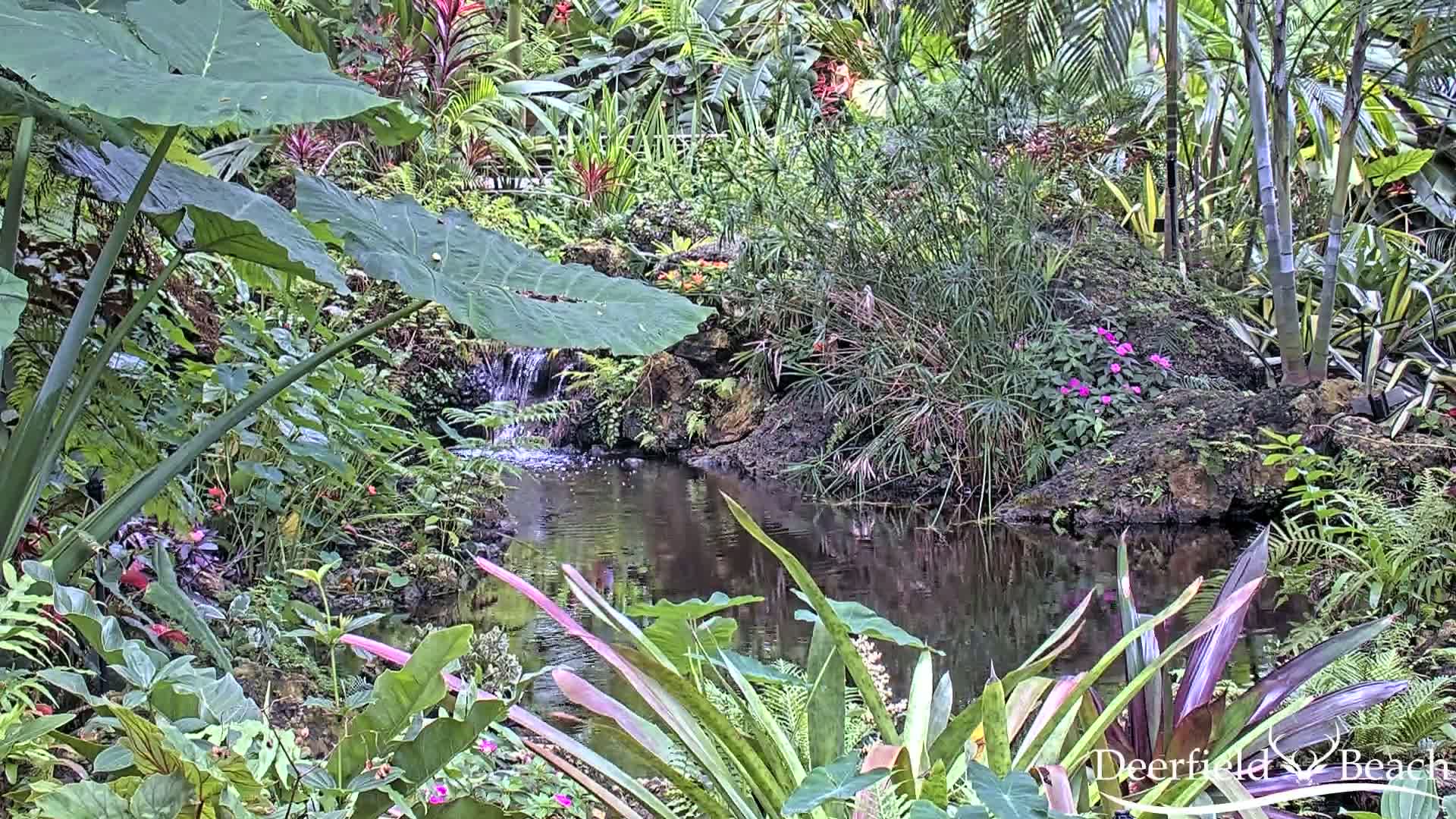 A lush, tropical garden surrounds a small pond with a mini waterfall, under seemingly overcast conditions.