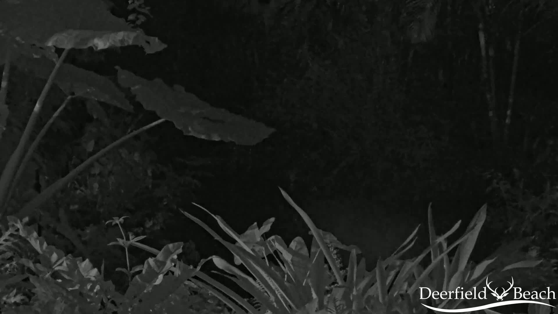 Deerfield Beach City Arboretum at Constitution Park Live Cam - Deerfield Beach, Broward, Florida, USA