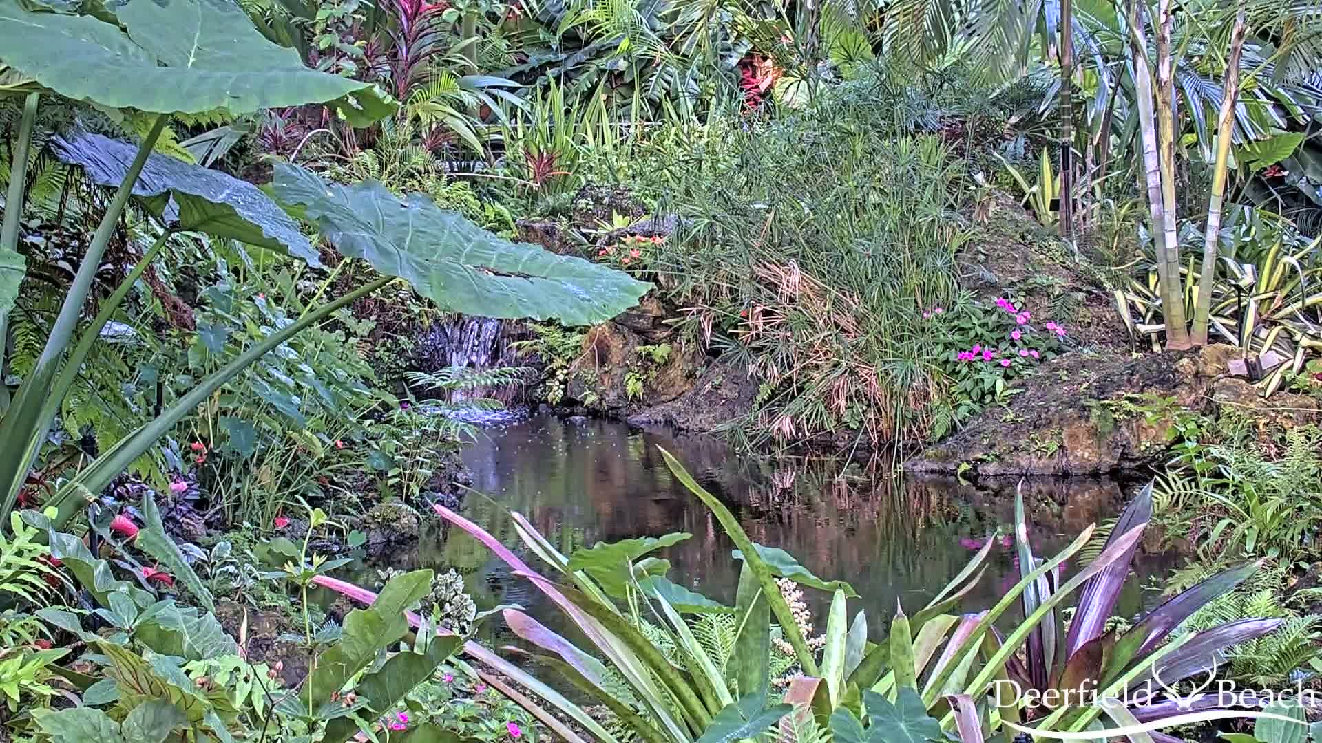 A small pond nestled within a lush, tropical garden, featuring a small waterfall and a variety of vibrant plants.