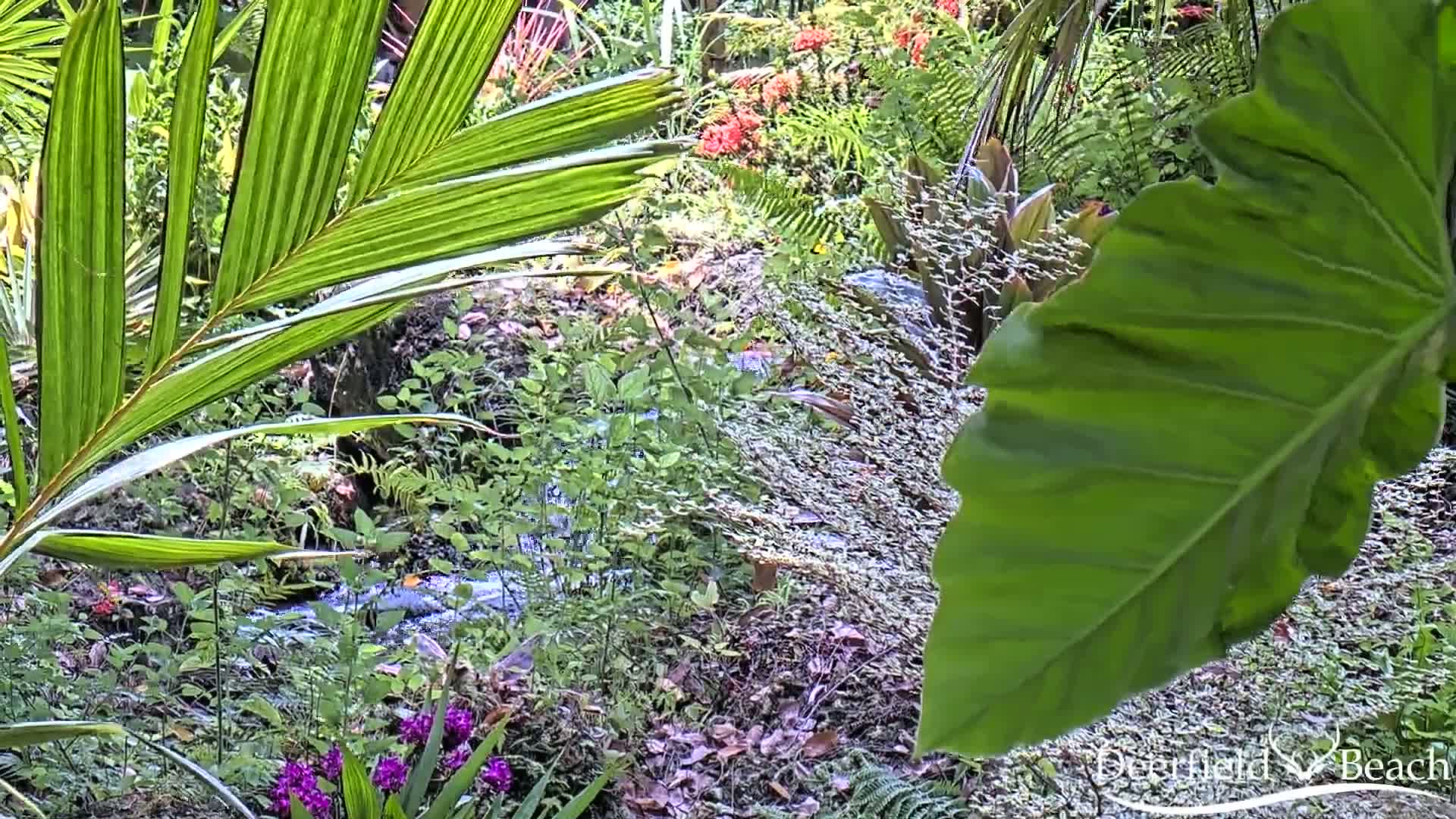 Lush green tropical foliage surrounds a small stream, with various flowers blooming nearby.
