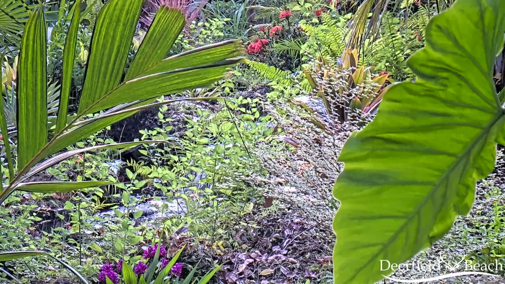 Deerfield Beach City Arboretum at Constitution Park Live Cam - Deerfield Beach, Broward, Florida, USA