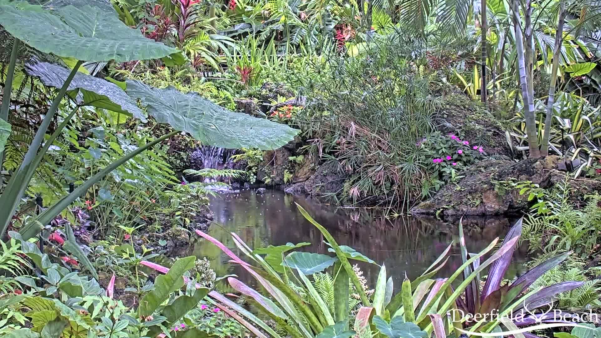 Deerfield Beach City Arboretum at Constitution Park Live Cam - Deerfield Beach, Broward, Florida, USA