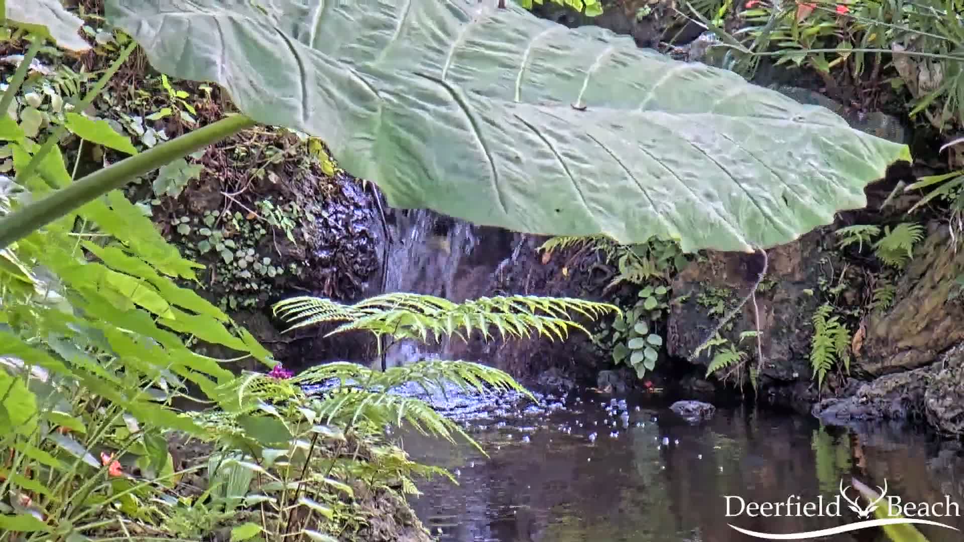 Deerfield Beach City Arboretum at Constitution Park Live Cam - Deerfield Beach, Broward, Florida, USA