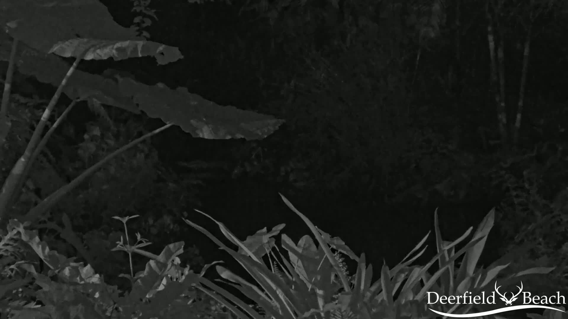Deerfield Beach City Arboretum at Constitution Park Live Cam - Deerfield Beach, Broward, Florida, USA