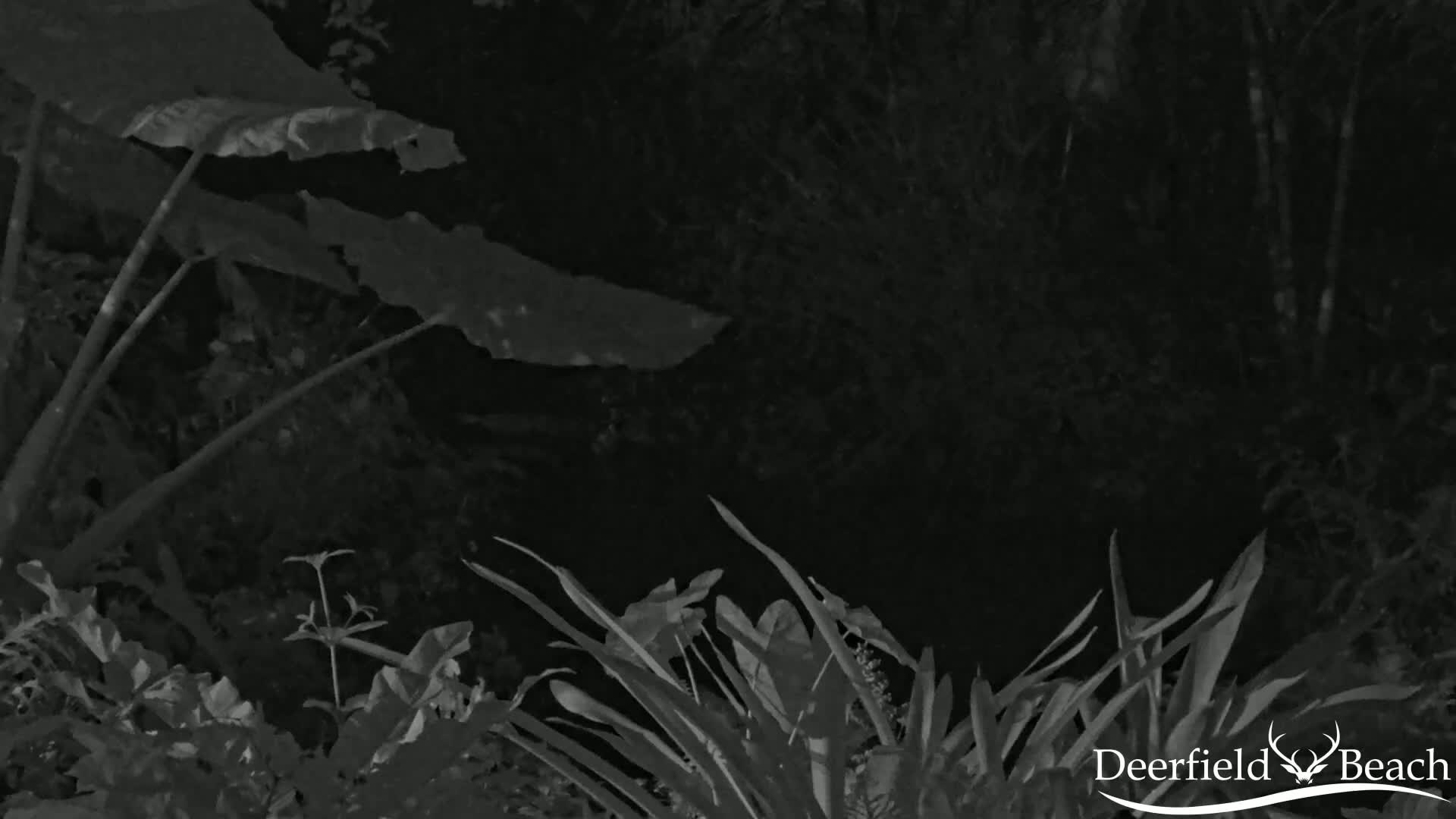 Deerfield Beach City Arboretum at Constitution Park Live Cam - Deerfield Beach, Broward, Florida, USA
