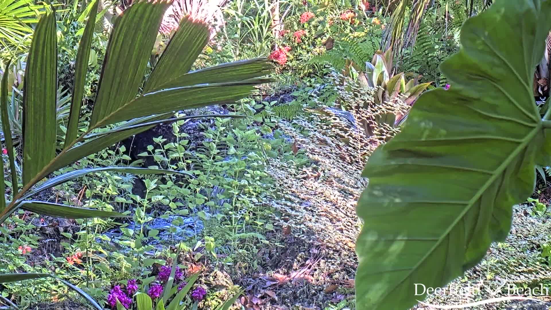 Deerfield Beach City Arboretum at Constitution Park Live Cam - Deerfield Beach, Broward, Florida, USA