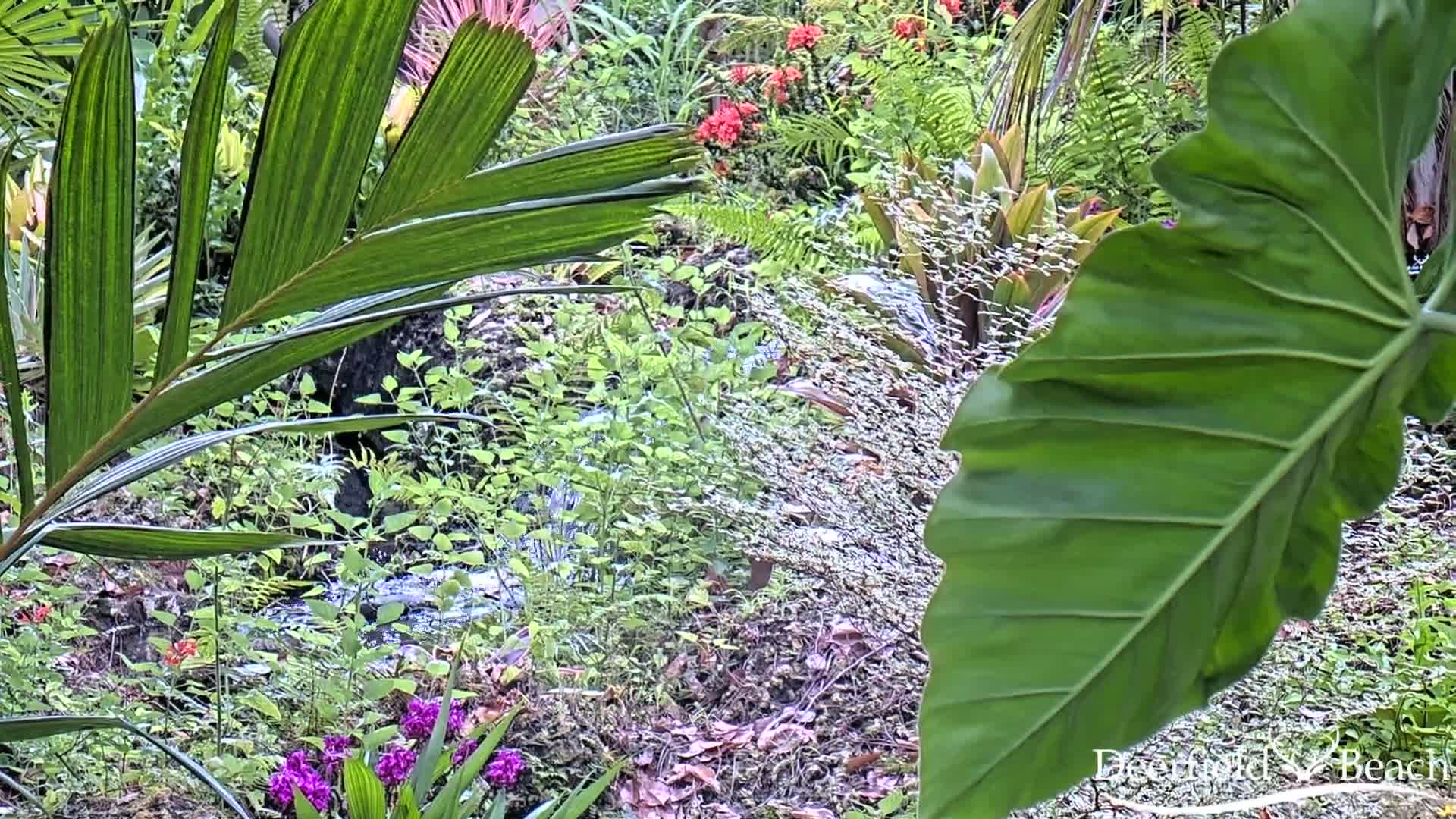 Deerfield Beach City Arboretum at Constitution Park Live Cam - Deerfield Beach, Broward, Florida, USA