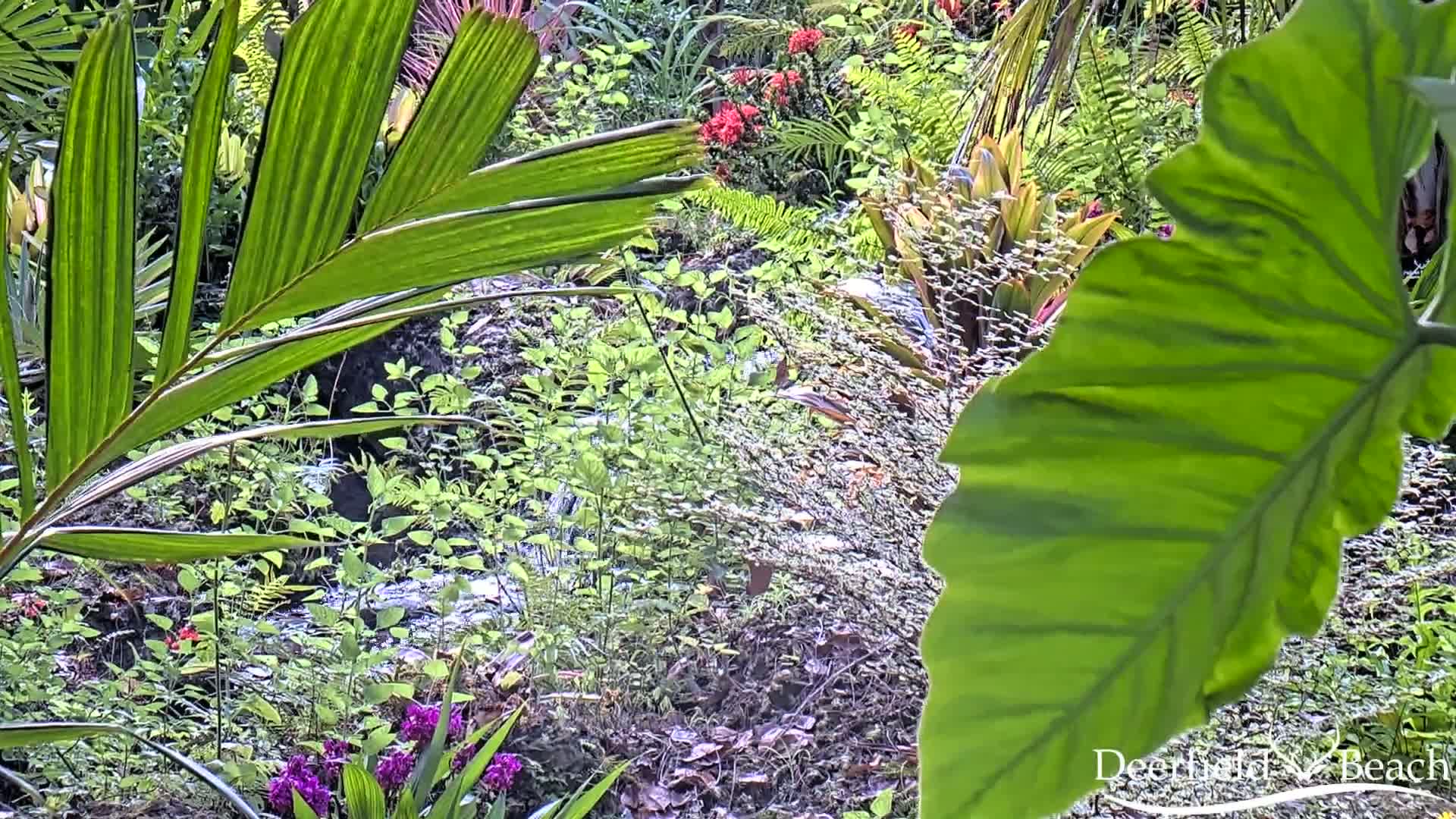 Deerfield Beach City Arboretum at Constitution Park Live Cam - Deerfield Beach, Broward, Florida, USA