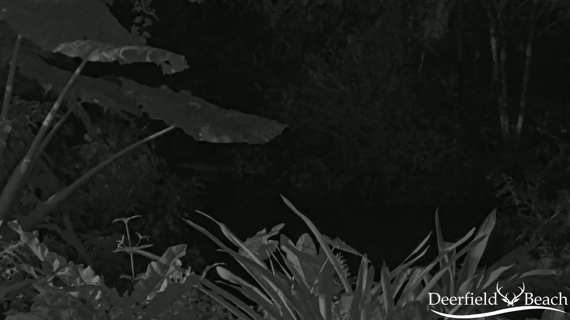 Large leaves of a tropical plant dominate the foreground of a dark, nighttime scene filled with dense, shadowy foliage.