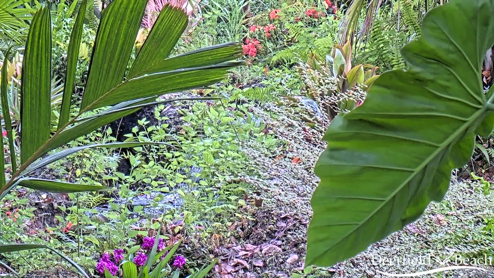 Deerfield Beach City Arboretum at Constitution Park Live Cam - Deerfield Beach, Broward, Florida, USA