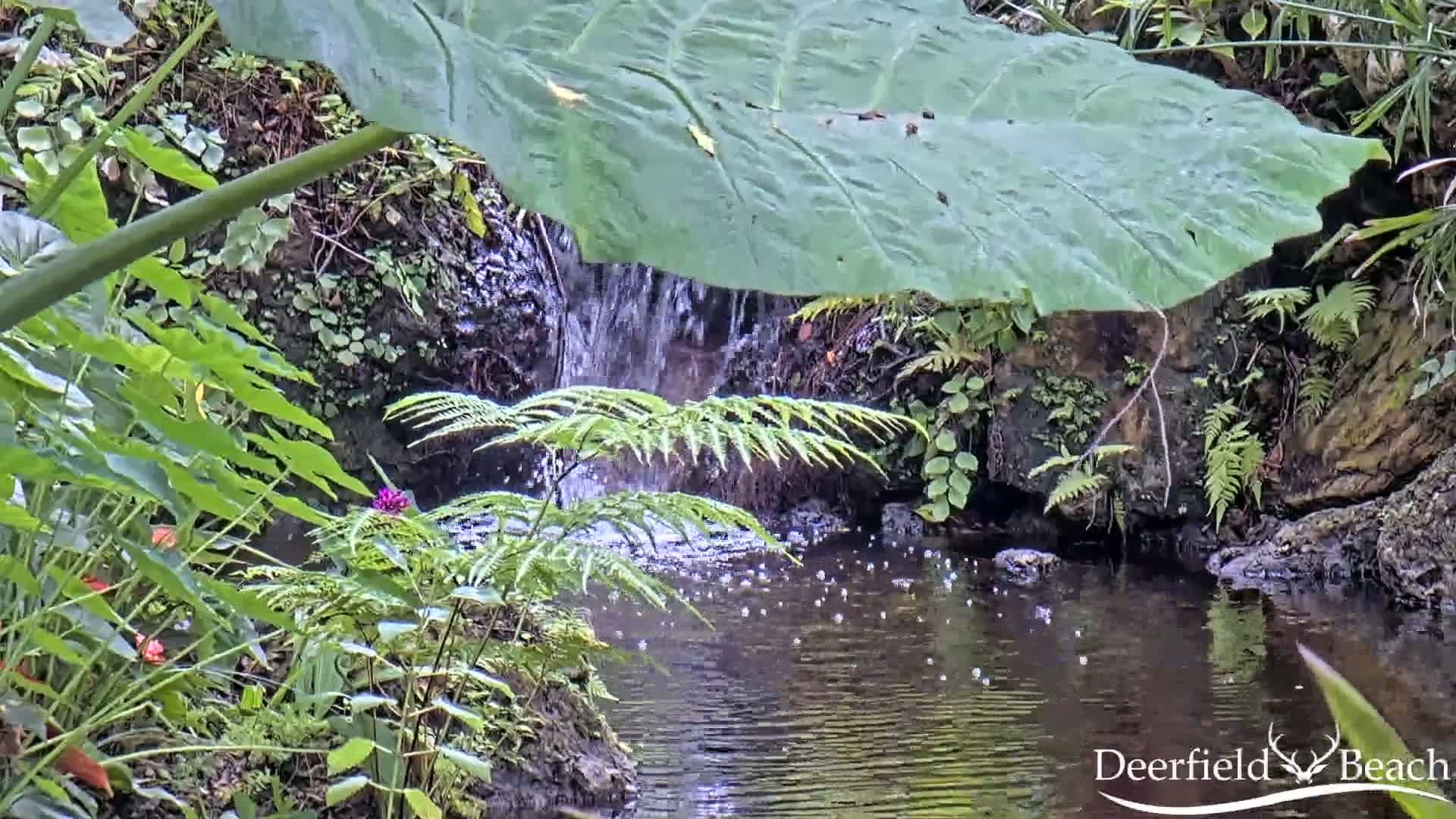 Deerfield Beach City Arboretum at Constitution Park Live Cam - Deerfield Beach, Broward, Florida, USA