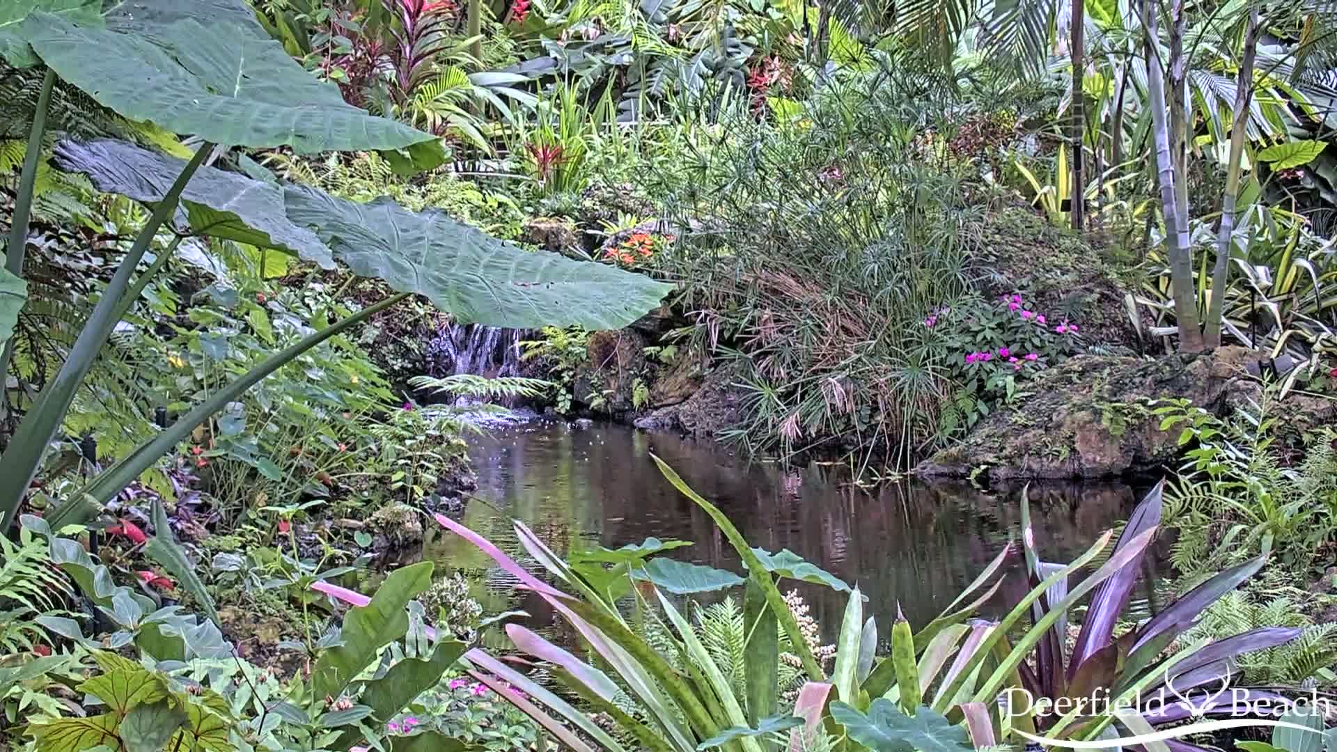 Deerfield Beach City Arboretum at Constitution Park Live Cam - Deerfield Beach, Broward, Florida, USA