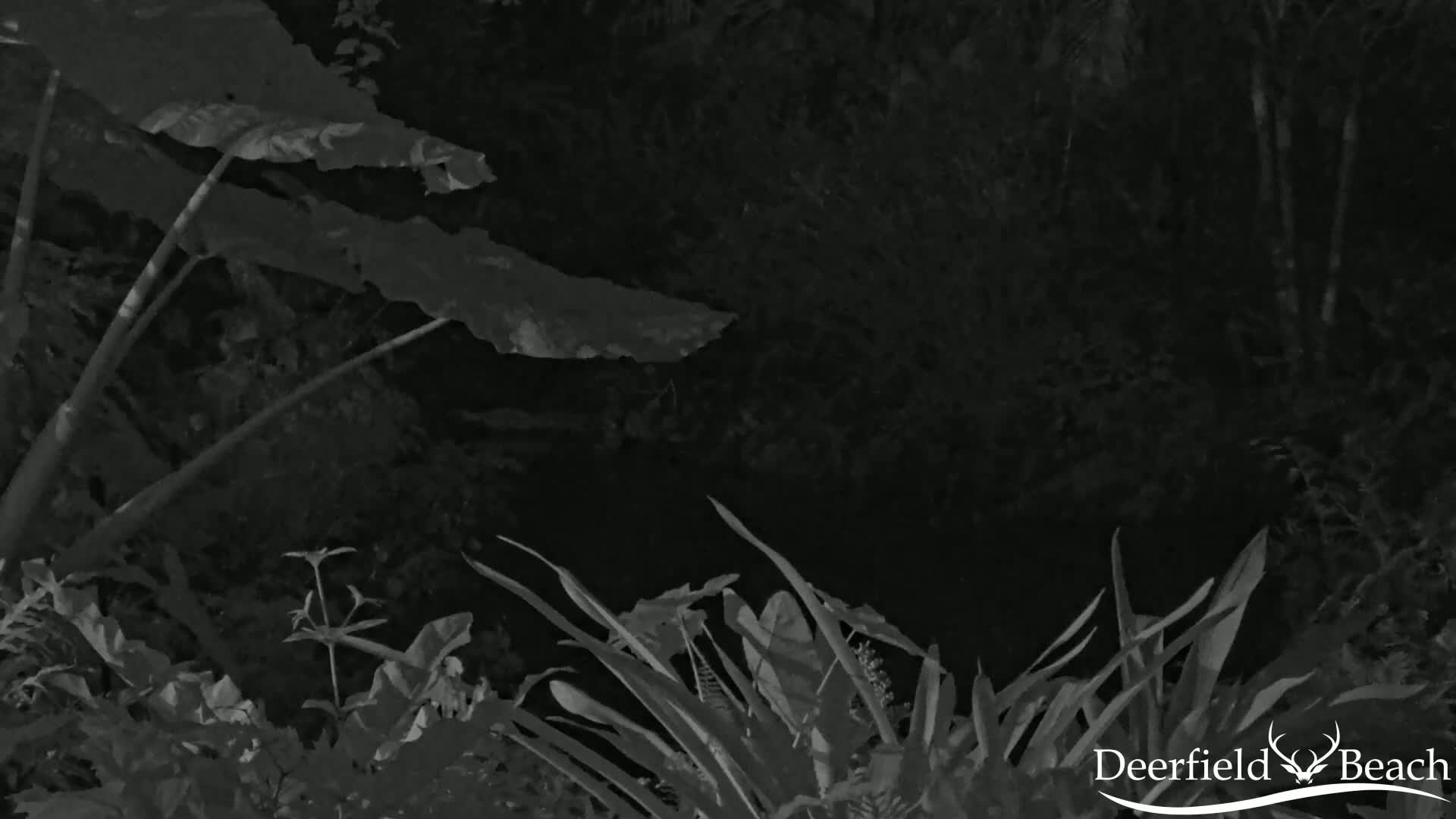 Deerfield Beach City Arboretum at Constitution Park Live Cam - Deerfield Beach, Broward, Florida, USA