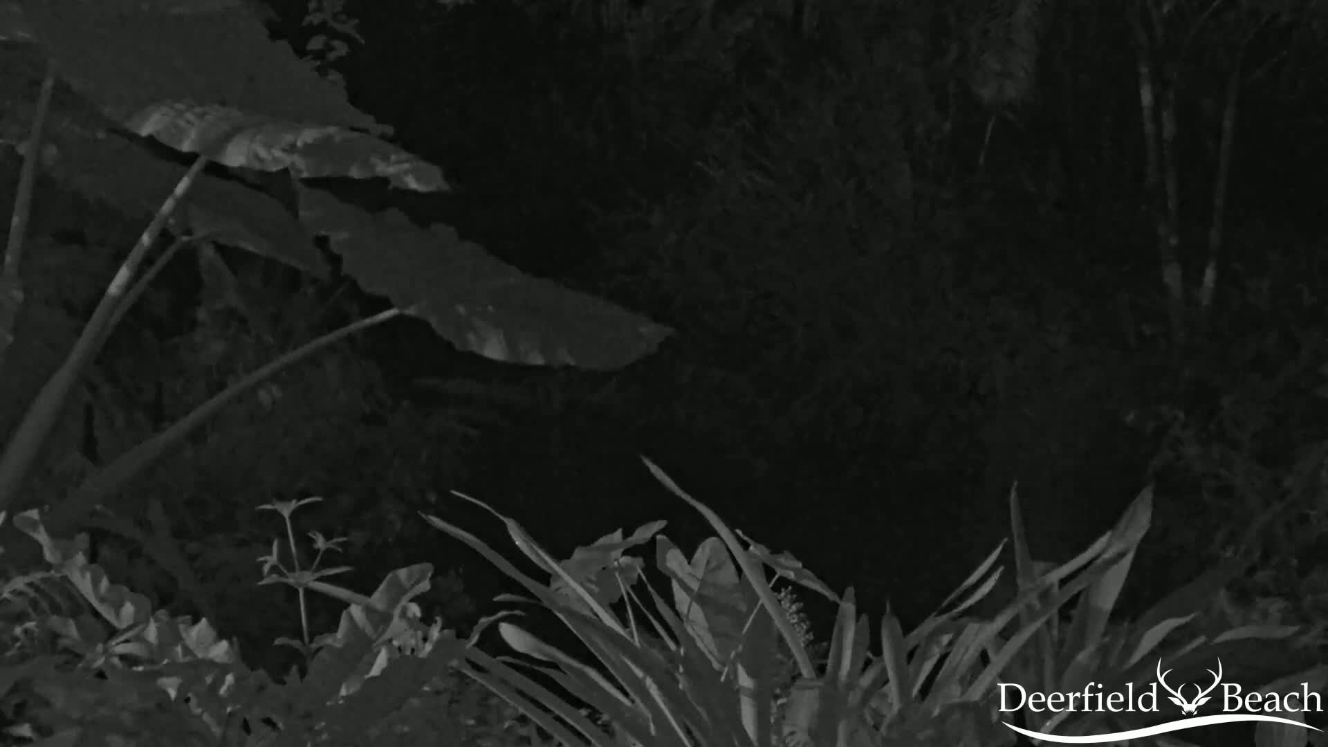 Large, dark leaves of tropical plants are illuminated at night.