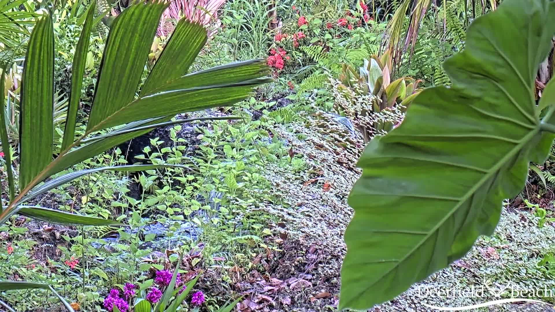 Deerfield Beach City Arboretum at Constitution Park Live Cam - Deerfield Beach, Broward, Florida, USA