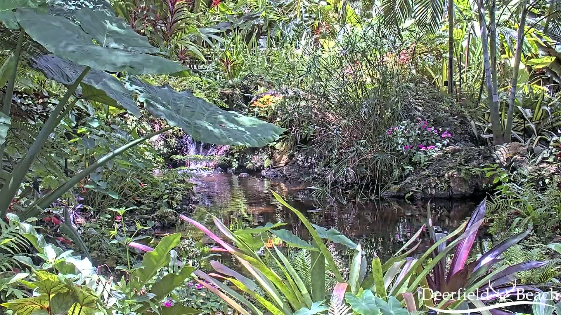Deerfield Beach City Arboretum at Constitution Park Live Cam - Deerfield Beach, Broward, Florida, USA