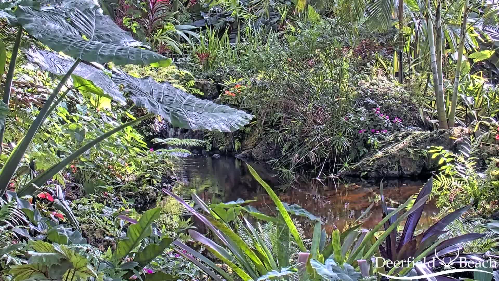 Deerfield Beach City Arboretum at Constitution Park Live Cam - Deerfield Beach, Broward, Florida, USA