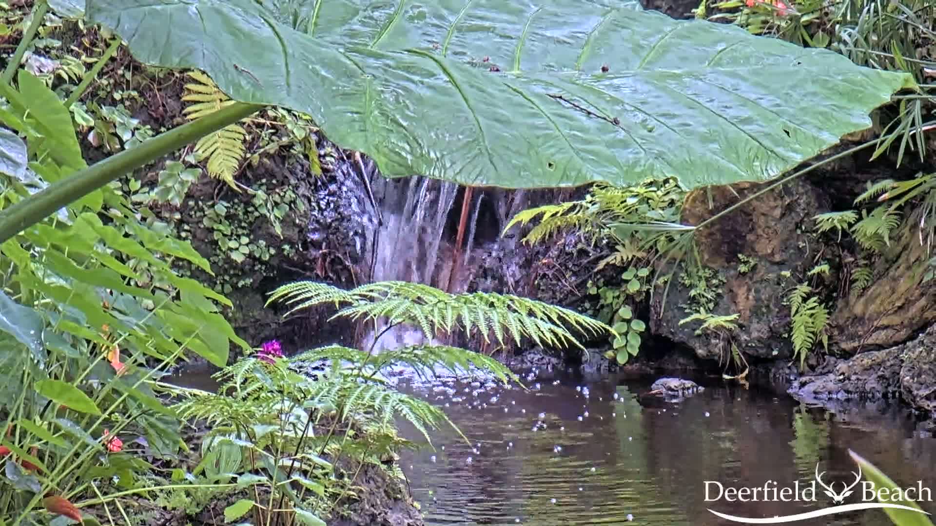 Deerfield Beach City Arboretum at Constitution Park Live Cam - Deerfield Beach, Broward, Florida, USA
