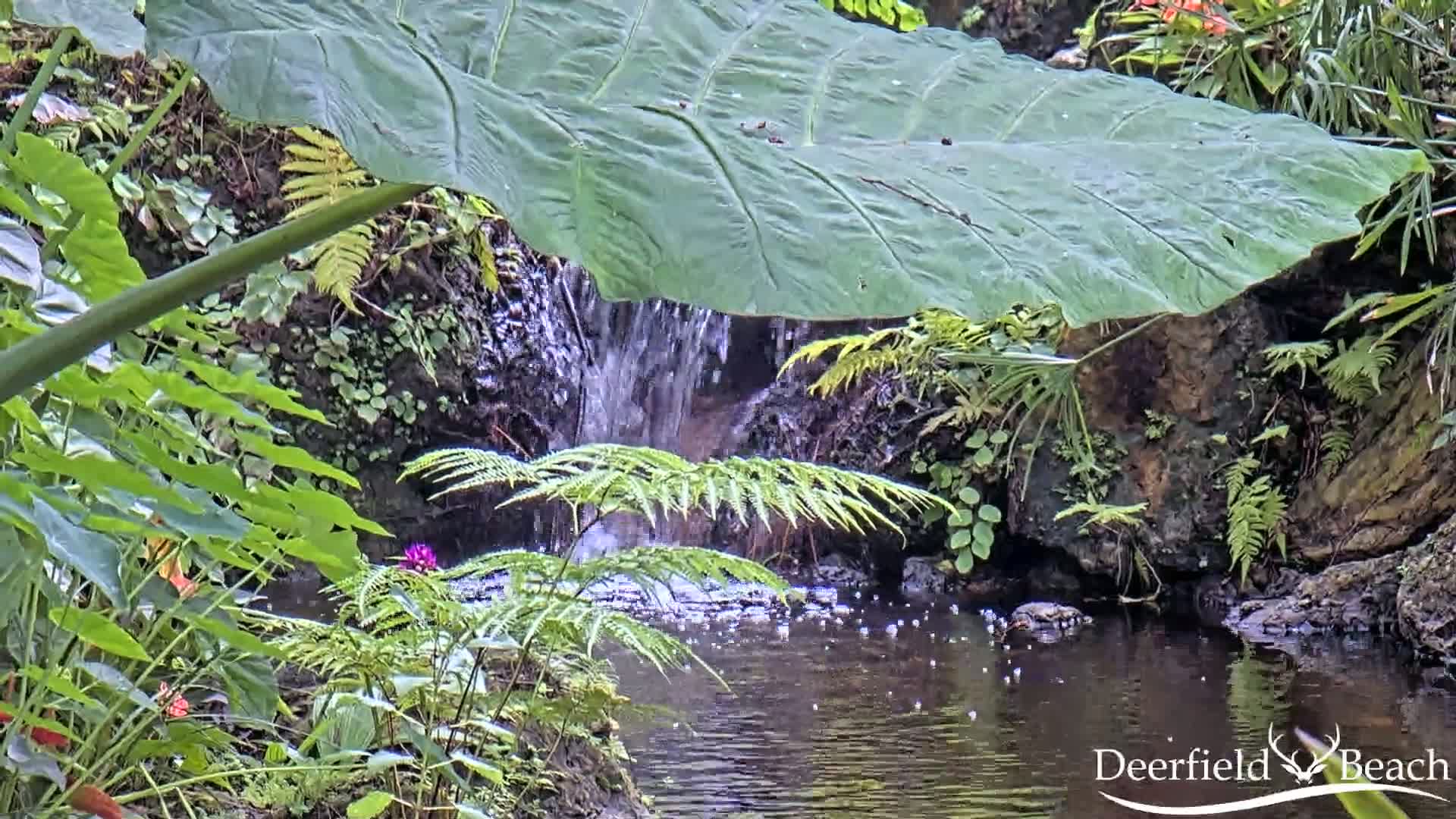 Deerfield Beach City Arboretum at Constitution Park Live Cam - Deerfield Beach, Broward, Florida, USA